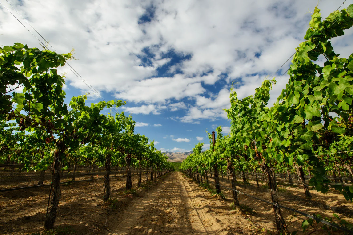vineyard_landscape_green.jpg