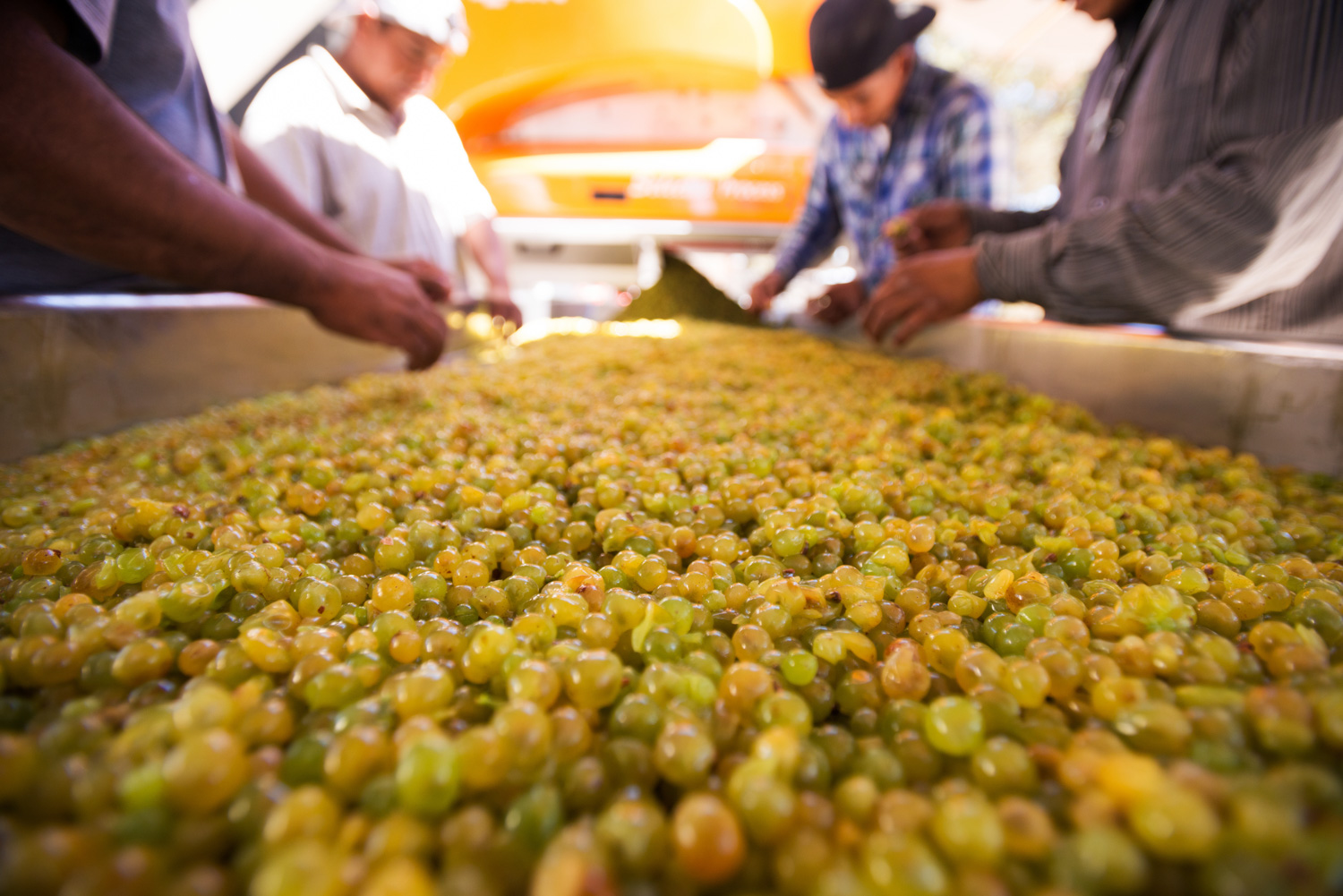 wine_grape_sorting.jpg