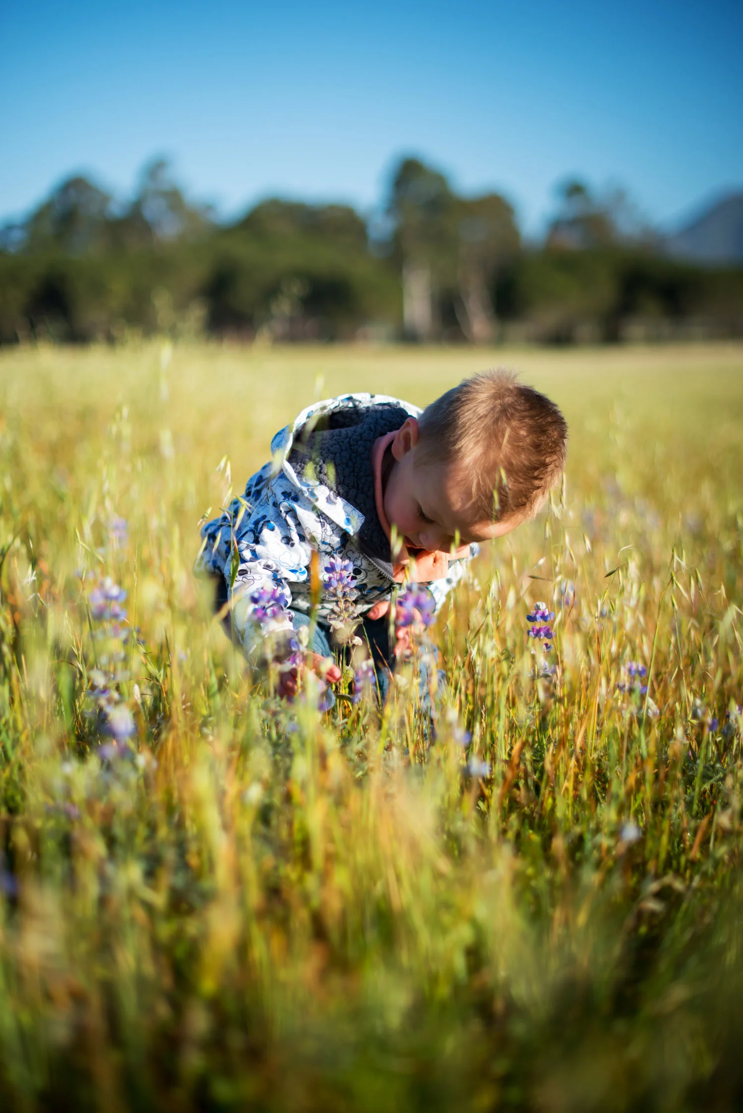 boy_field_wildflowers.jpg