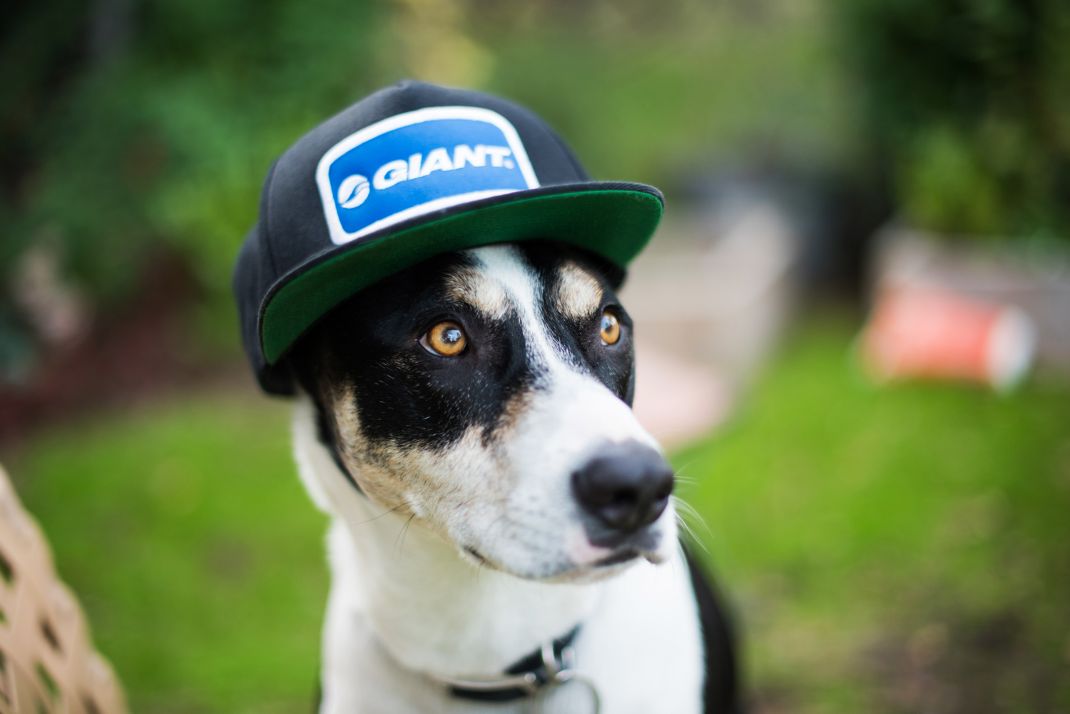 breaker_dog_man_giant.jpg