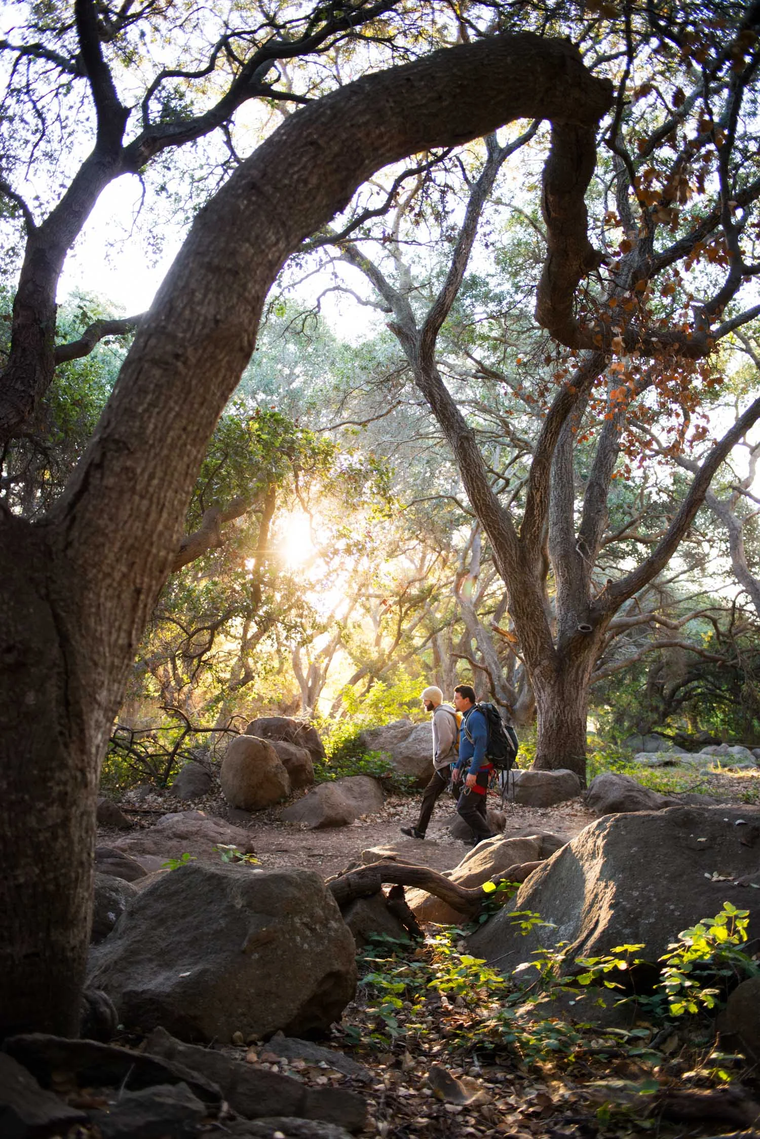 hiking_oak_trees_trail.jpg