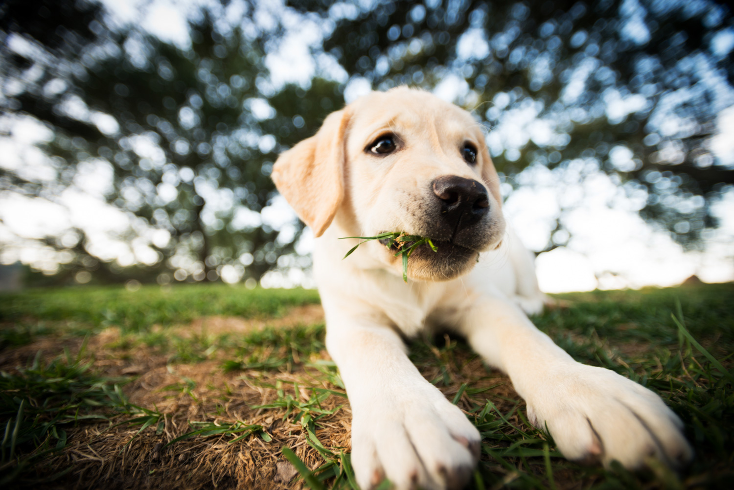 portrait_puppy_labrador.jpg