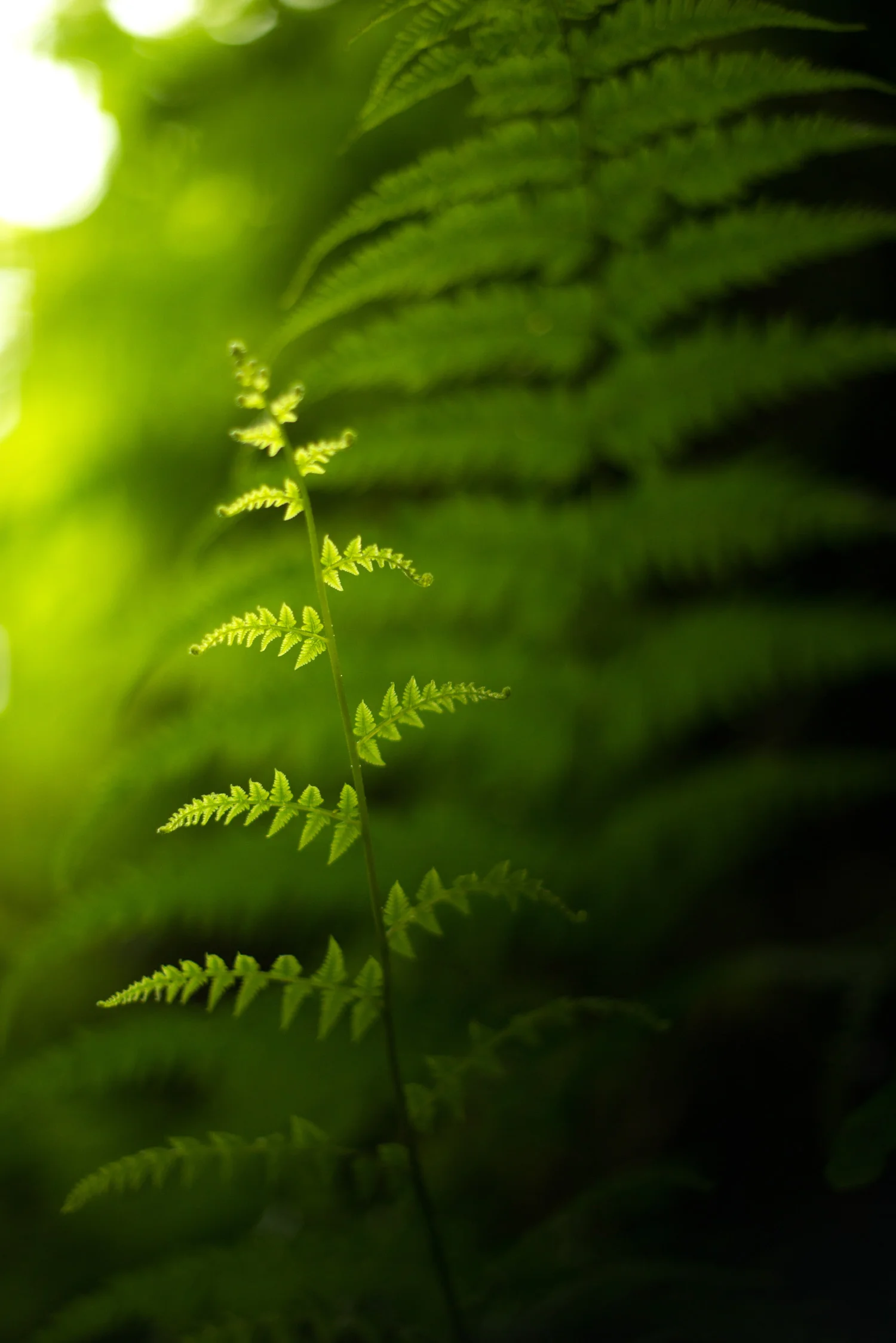 costa_rica_travel_fern.jpg