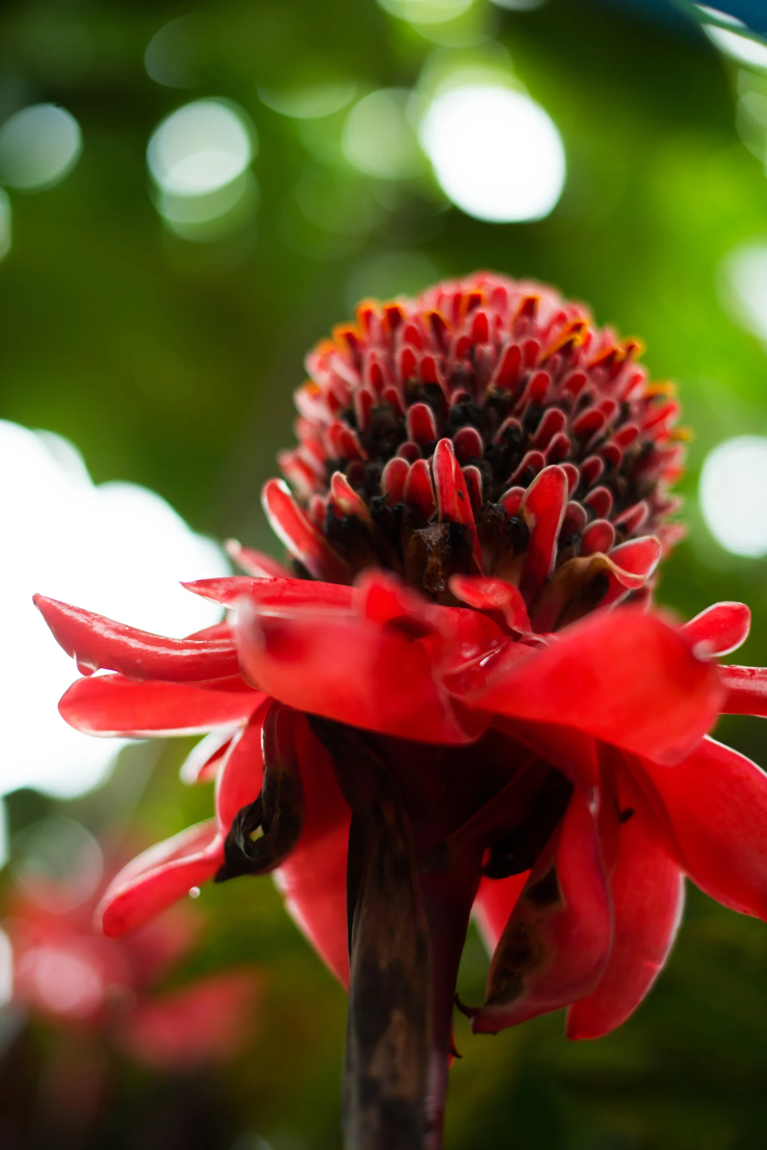 costa_rica_travel_flower.jpg