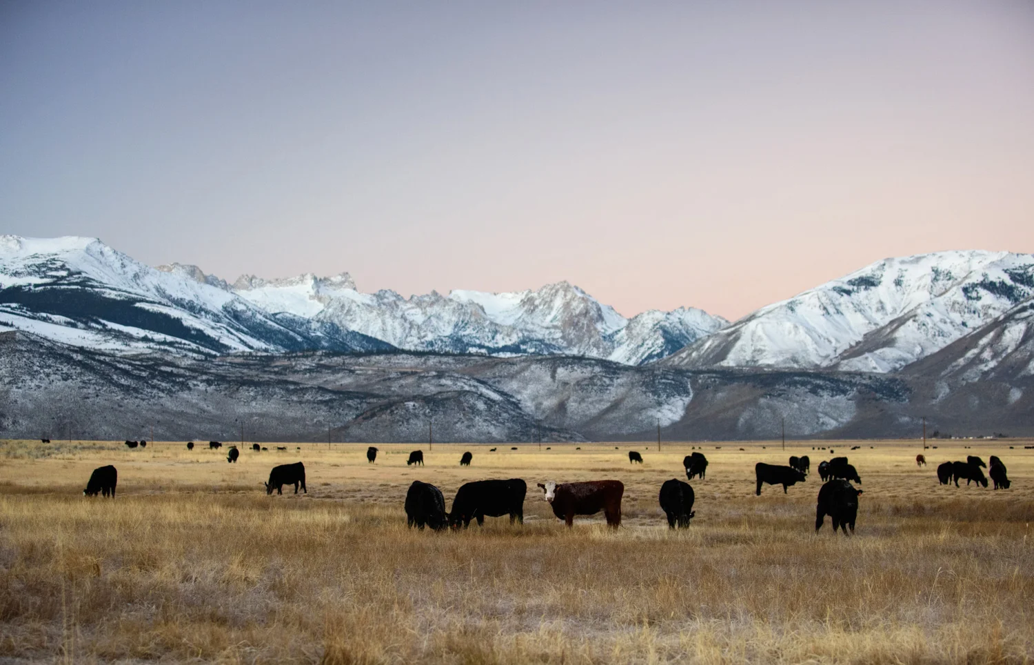 california_landscape_eastern_sierras_cattle.jpg