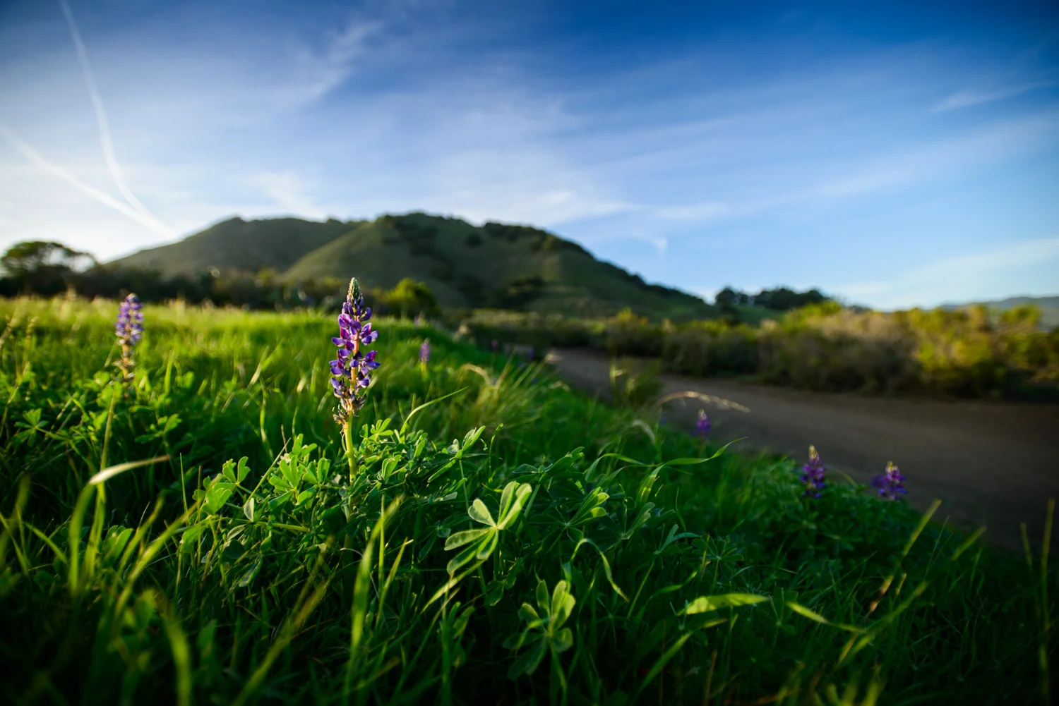 california_landscape_lupine_cerro_san_luis.jpg