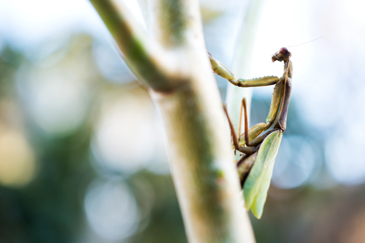 california_landscape_praying_mantis.jpg