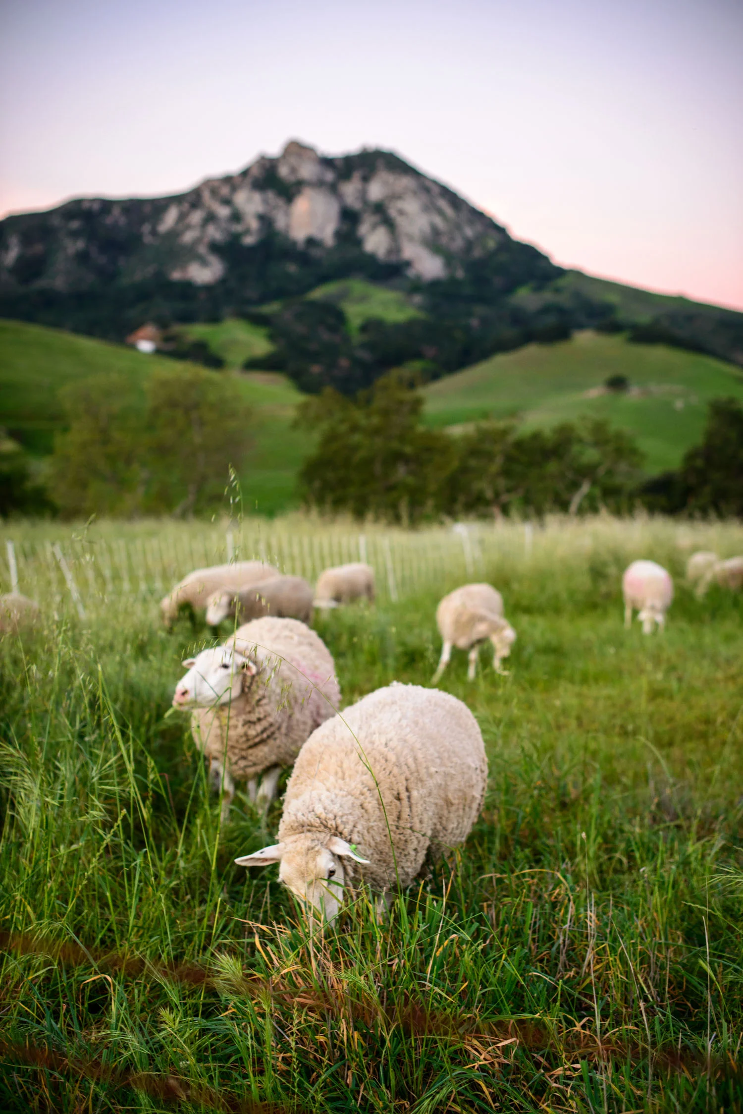 california_landscape_sheep_cal_poly_bishop_peak.jpg