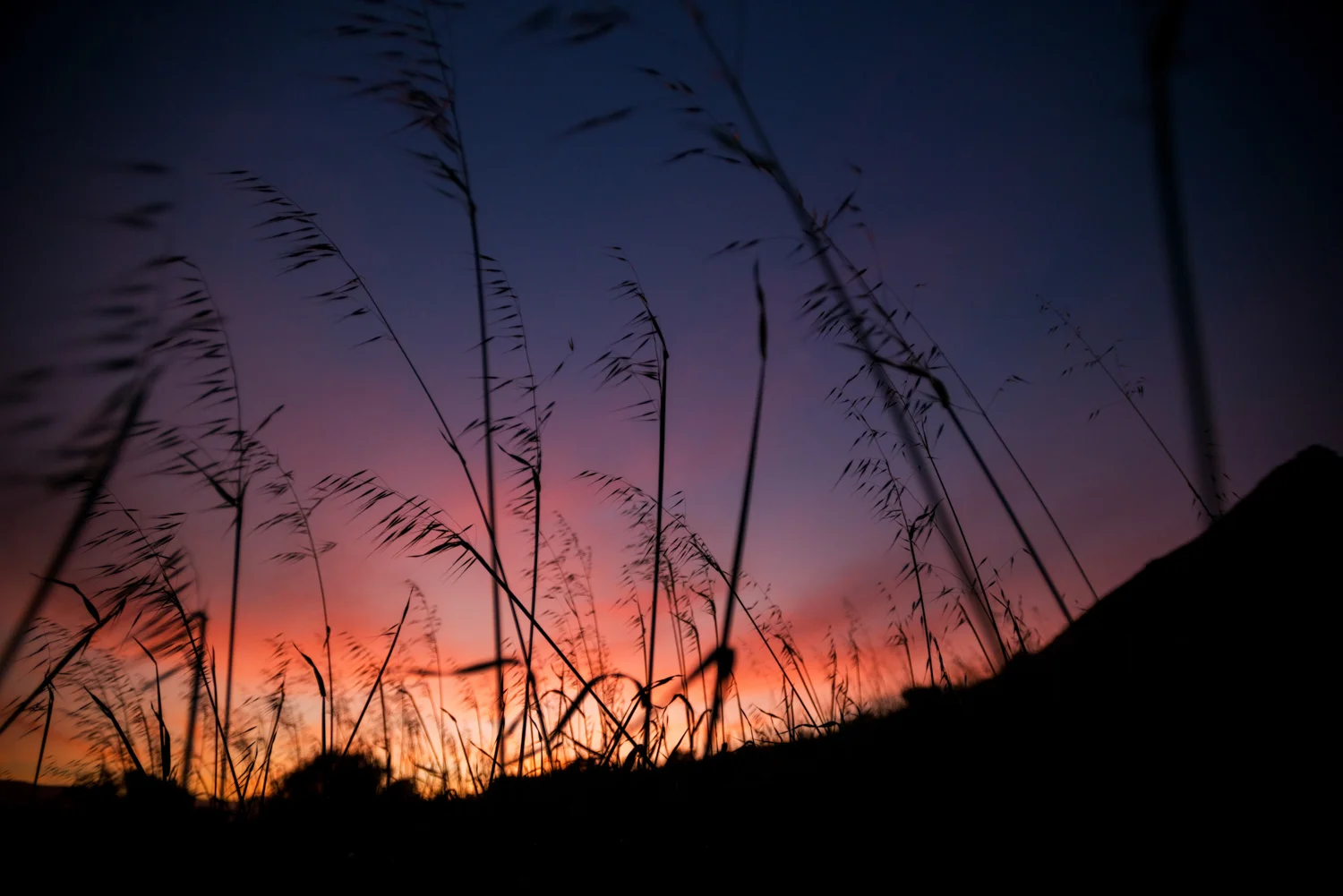 california_landscape_sunset_grasses_purple.jpg