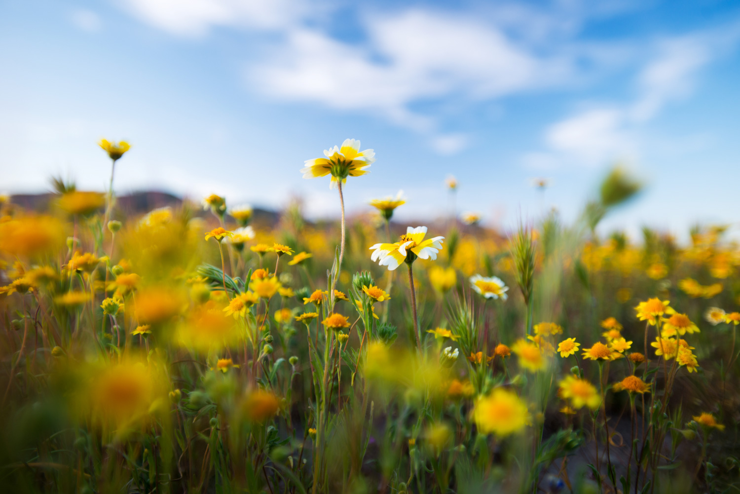 california_landscape_wildflowers_shell_creek_road.jpg