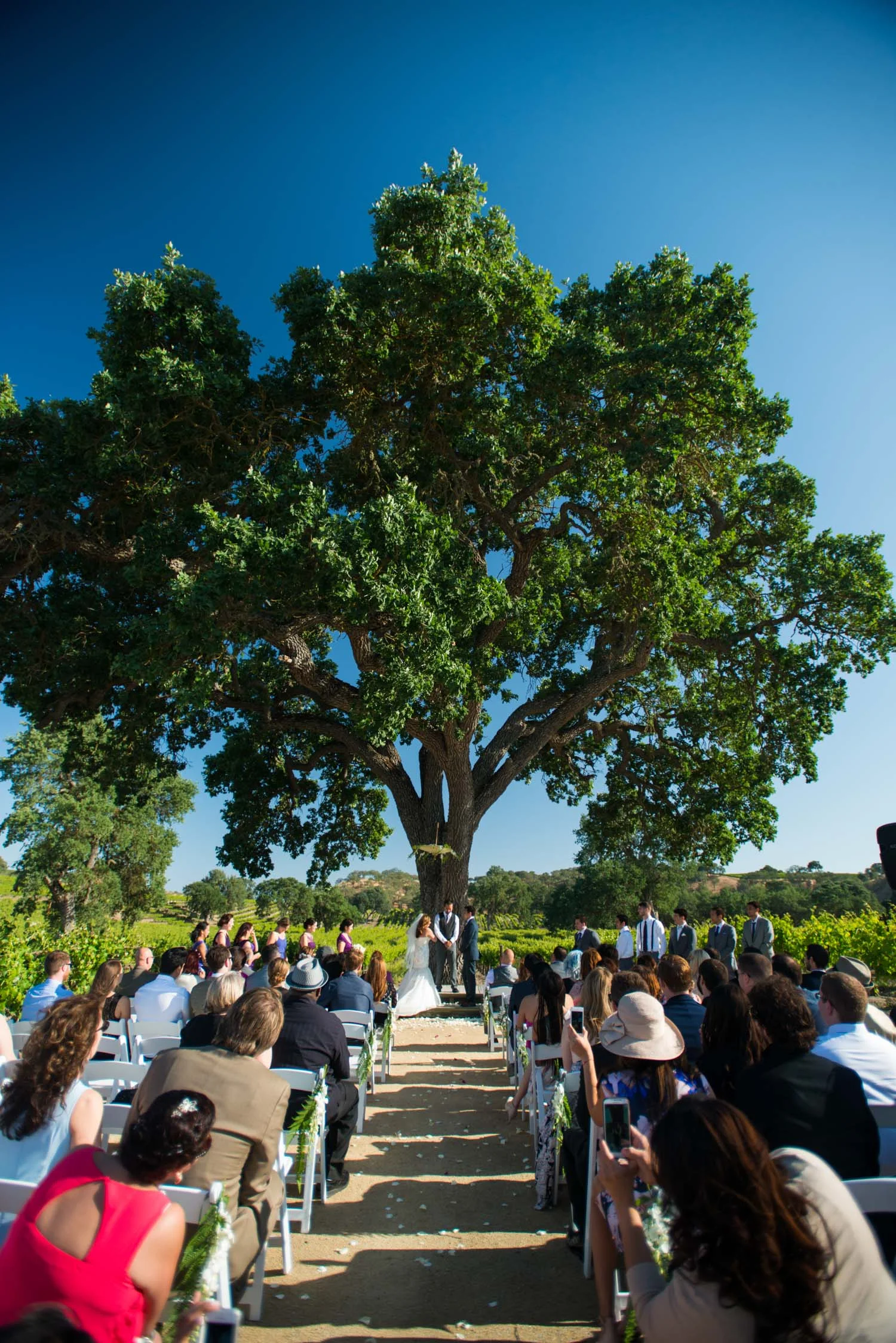 wedding_ceremony_oak_tree.jpg