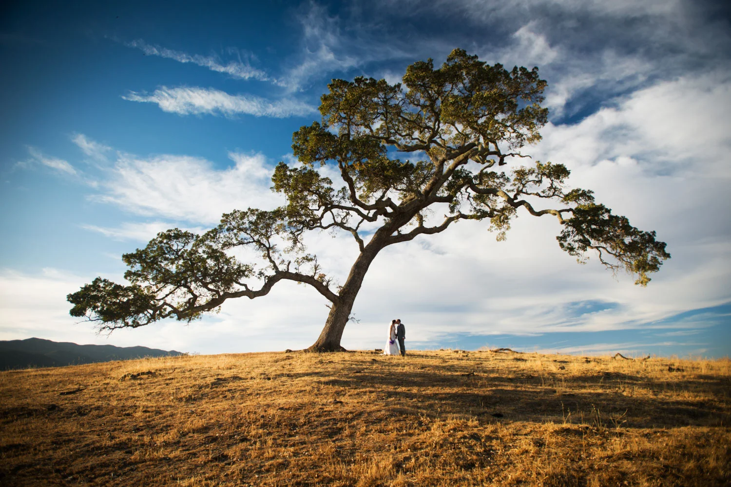 wedding_santa_margarita_ranch_oak_tree.jpg