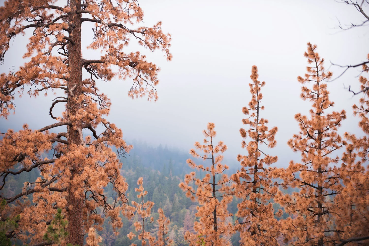 where_there_once_was_water_dead_trees.jpg