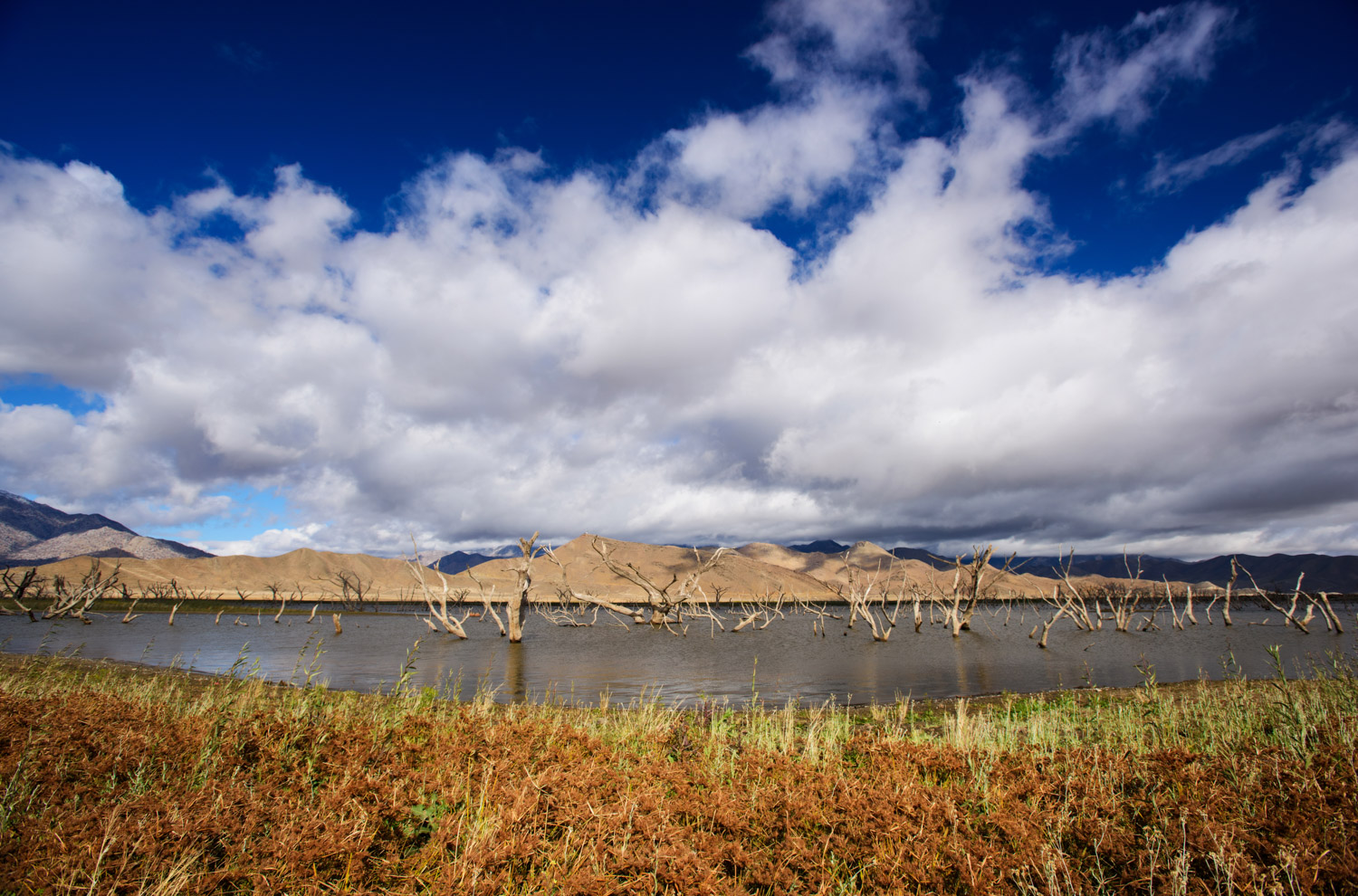 where_there_once_was_water_lake_isabella_trees.jpg