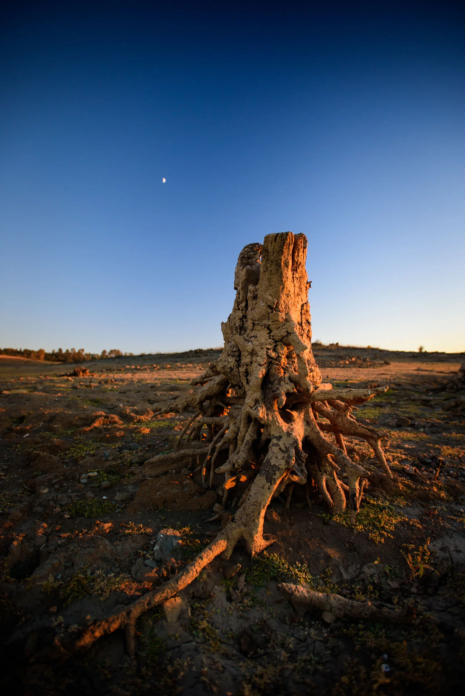 where_there_once_was_water_tree_stump_folsom_lake.jpg