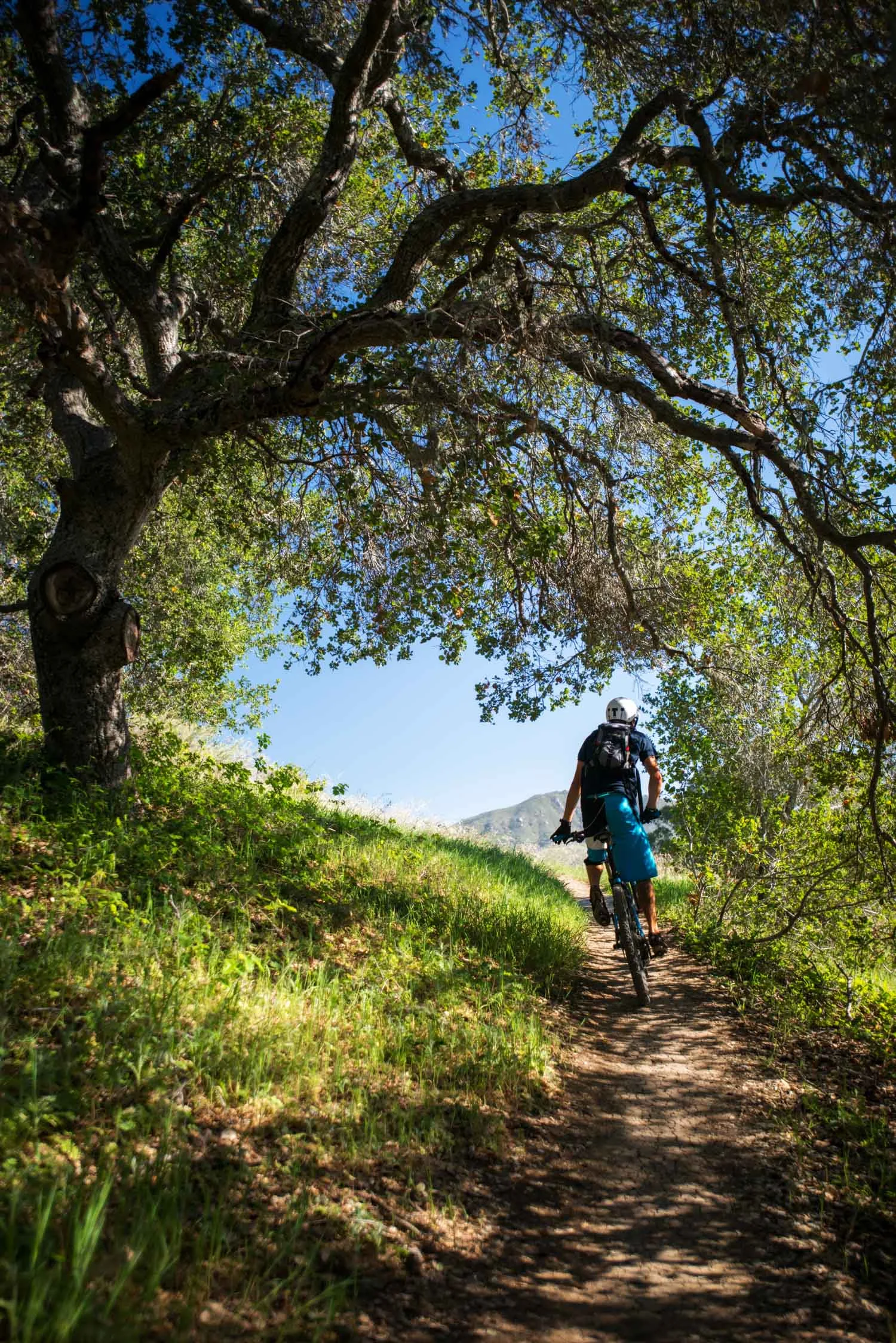 mountain_bike_enduro_irish_hills_oak_tree.jpg