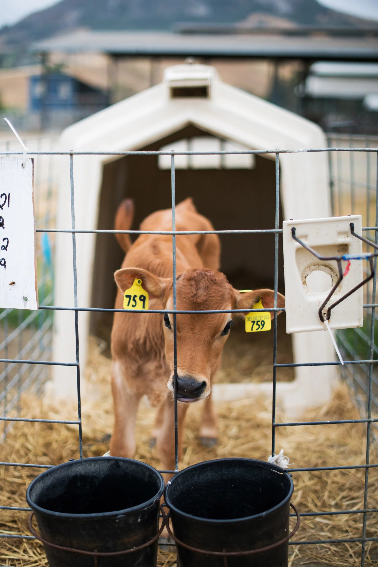 cal_poly_san_luis_obispo_dairy_calf.jpg