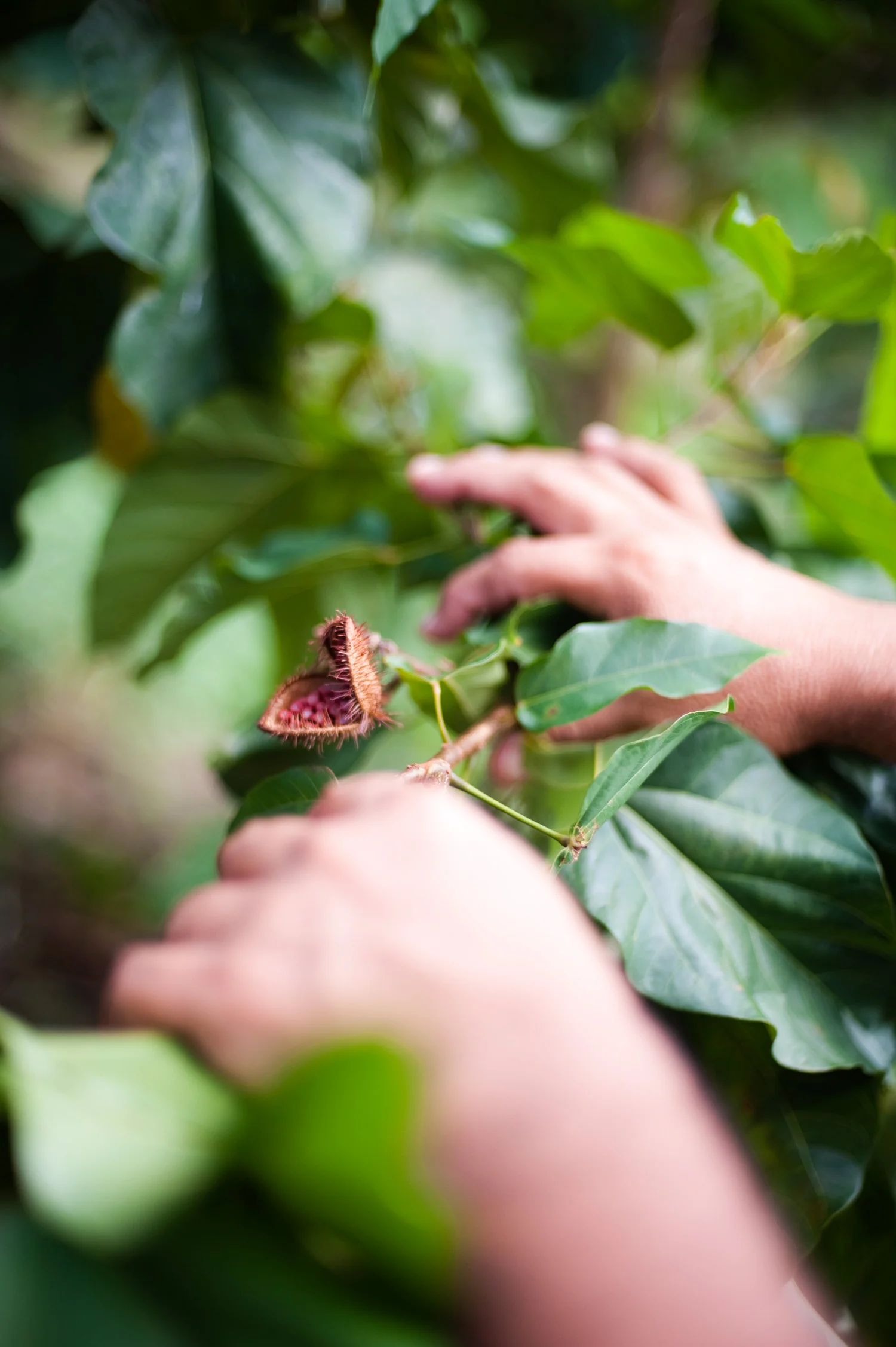 semester_at_sea_plant_seed_pod_dominica.jpg