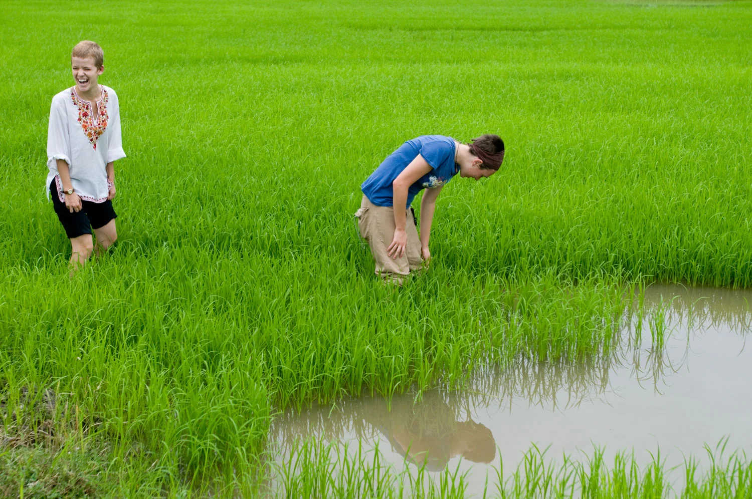 semester_at_sea_rice_fields_vietnam.jpg