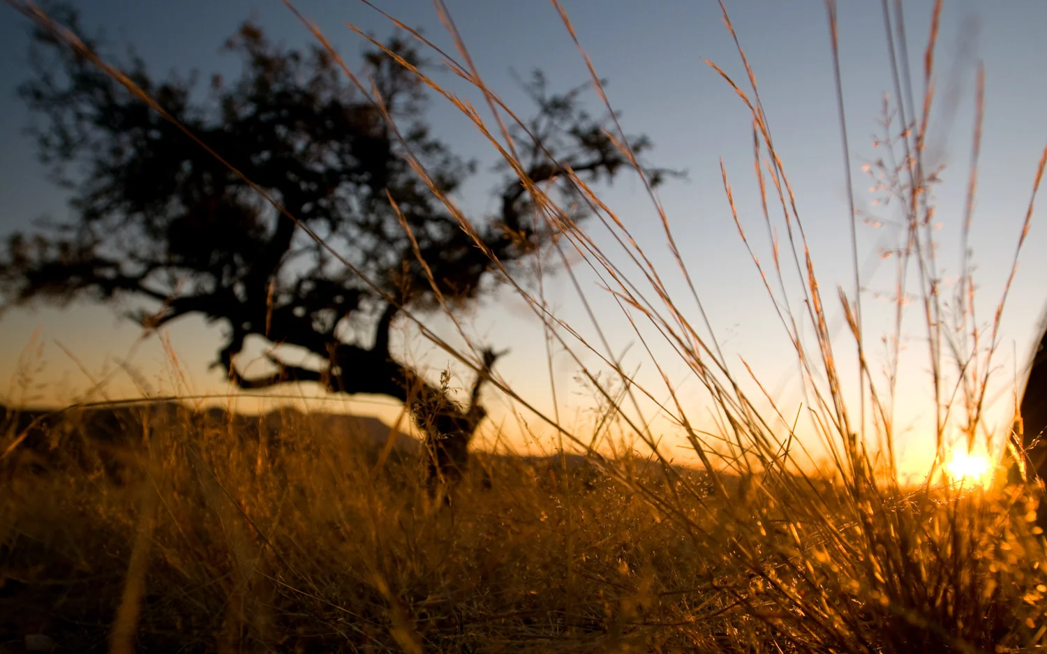 africa_travel_namibia_grassland.jpg