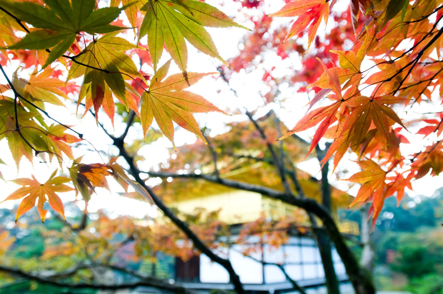 asia_travel_japan_fall_colors.jpg