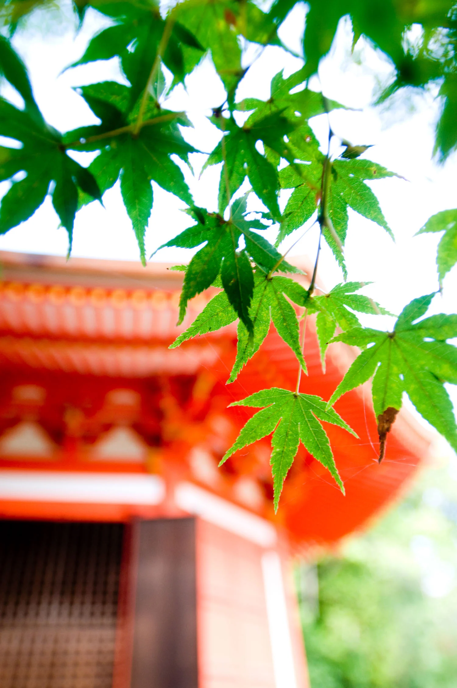 asia_travel_japan_leaves_temple.jpg