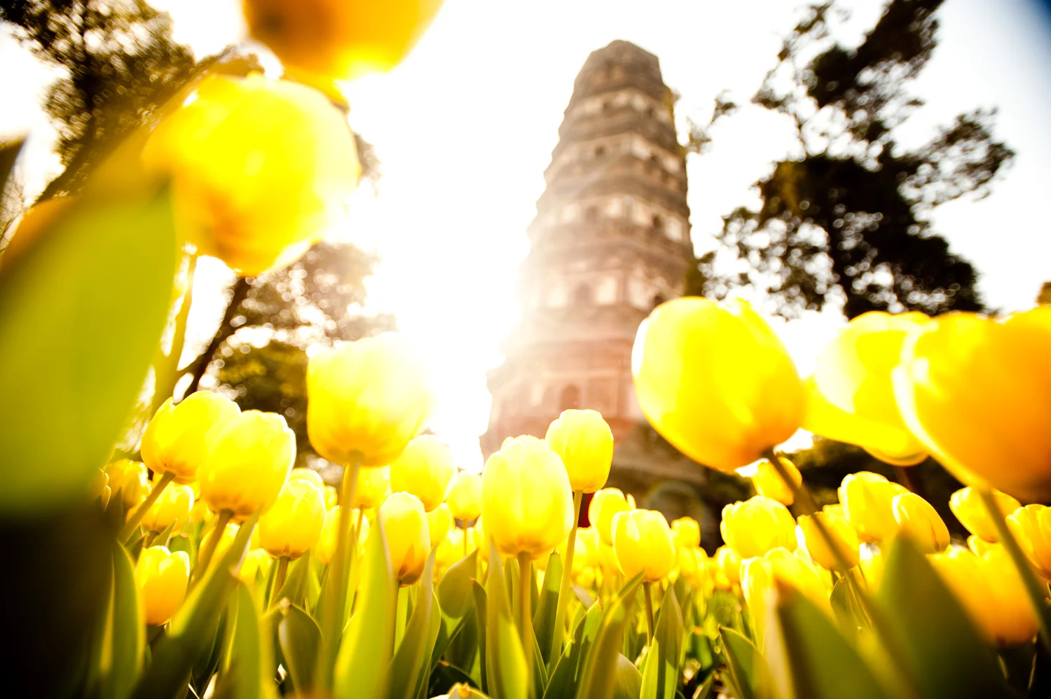 asia_travel_yellow_tulips_architecture.jpg