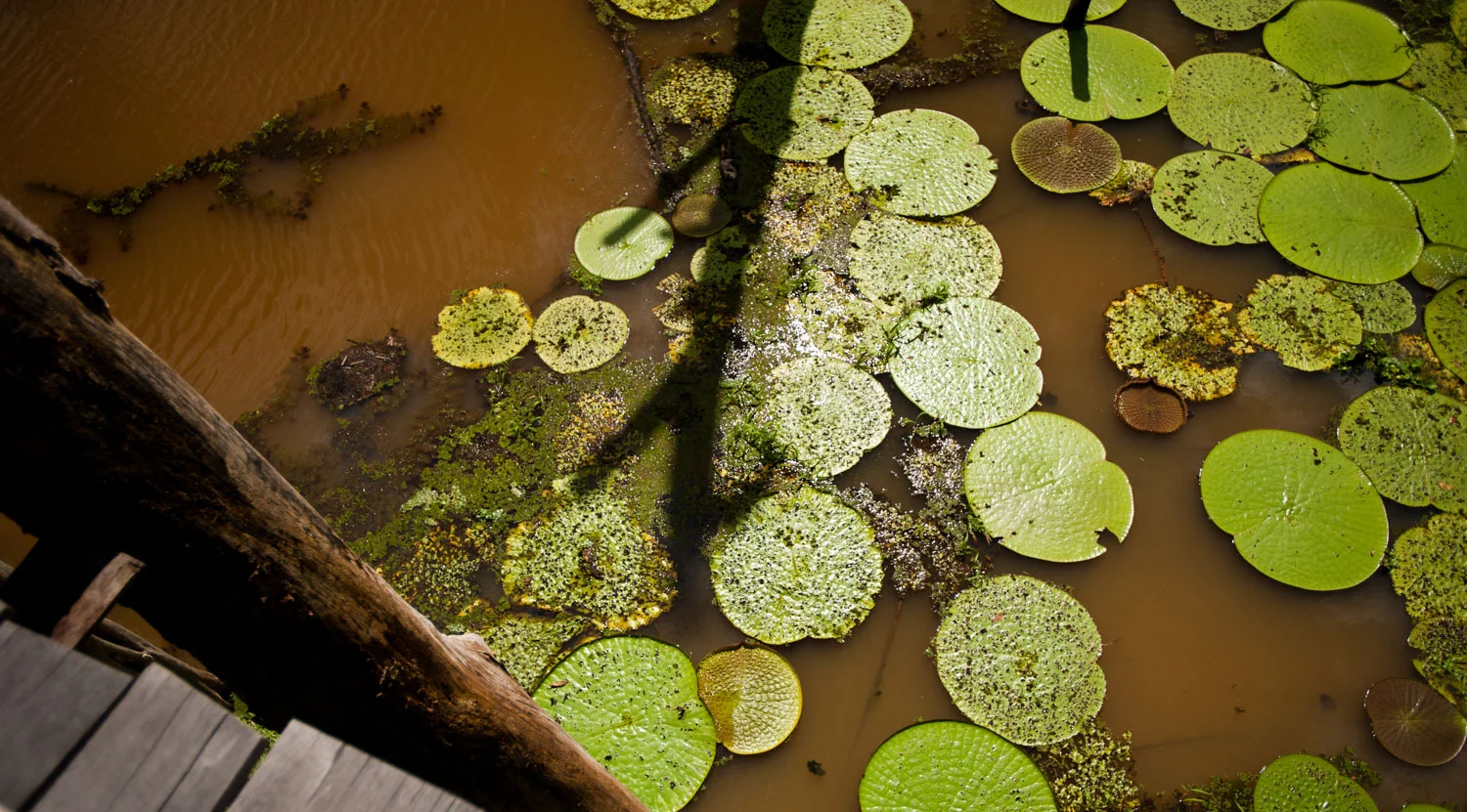 brazil_travel_lilly_pads_amazon.jpg