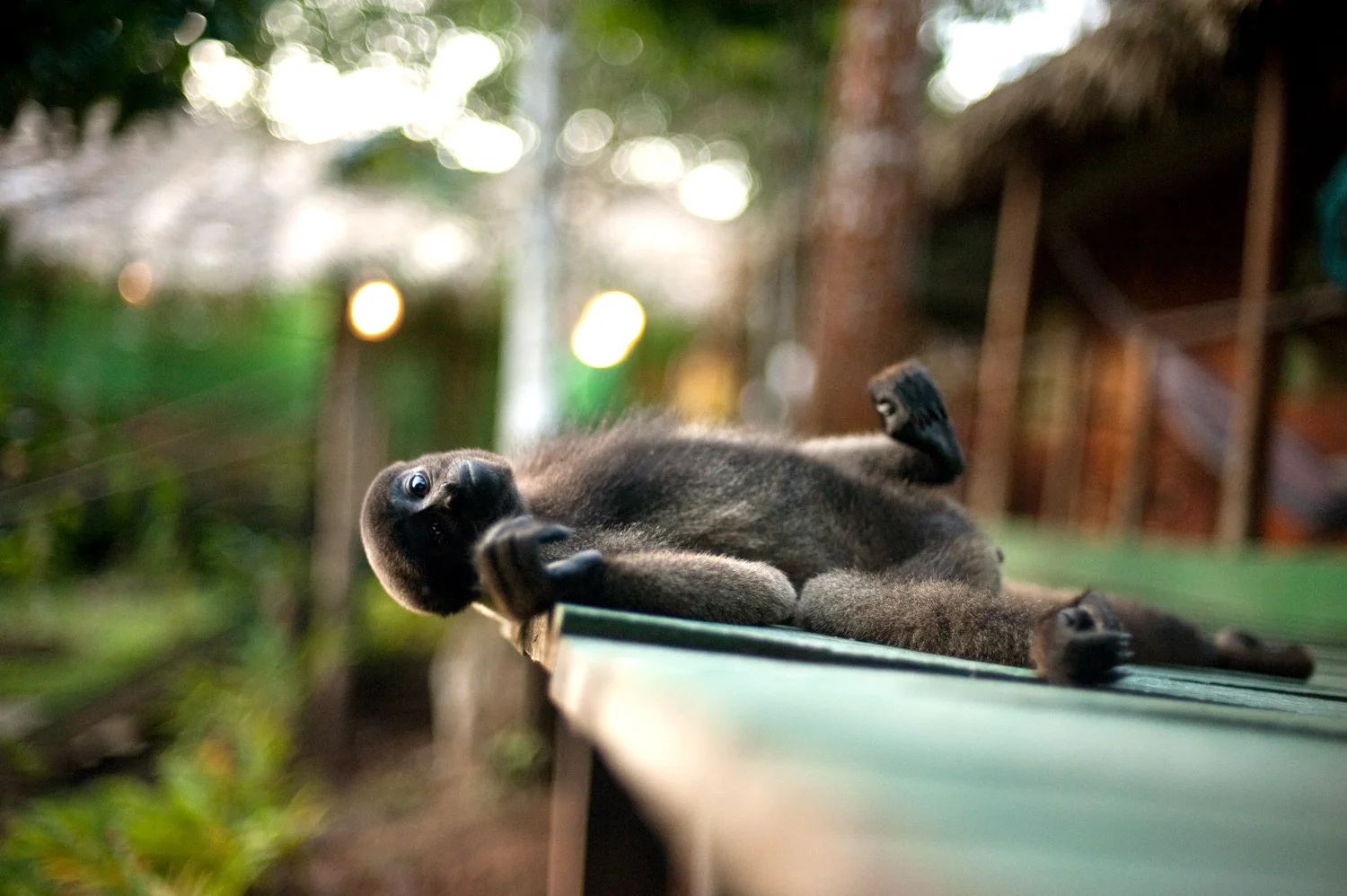 brazil_travel_monkey_amazon.jpg