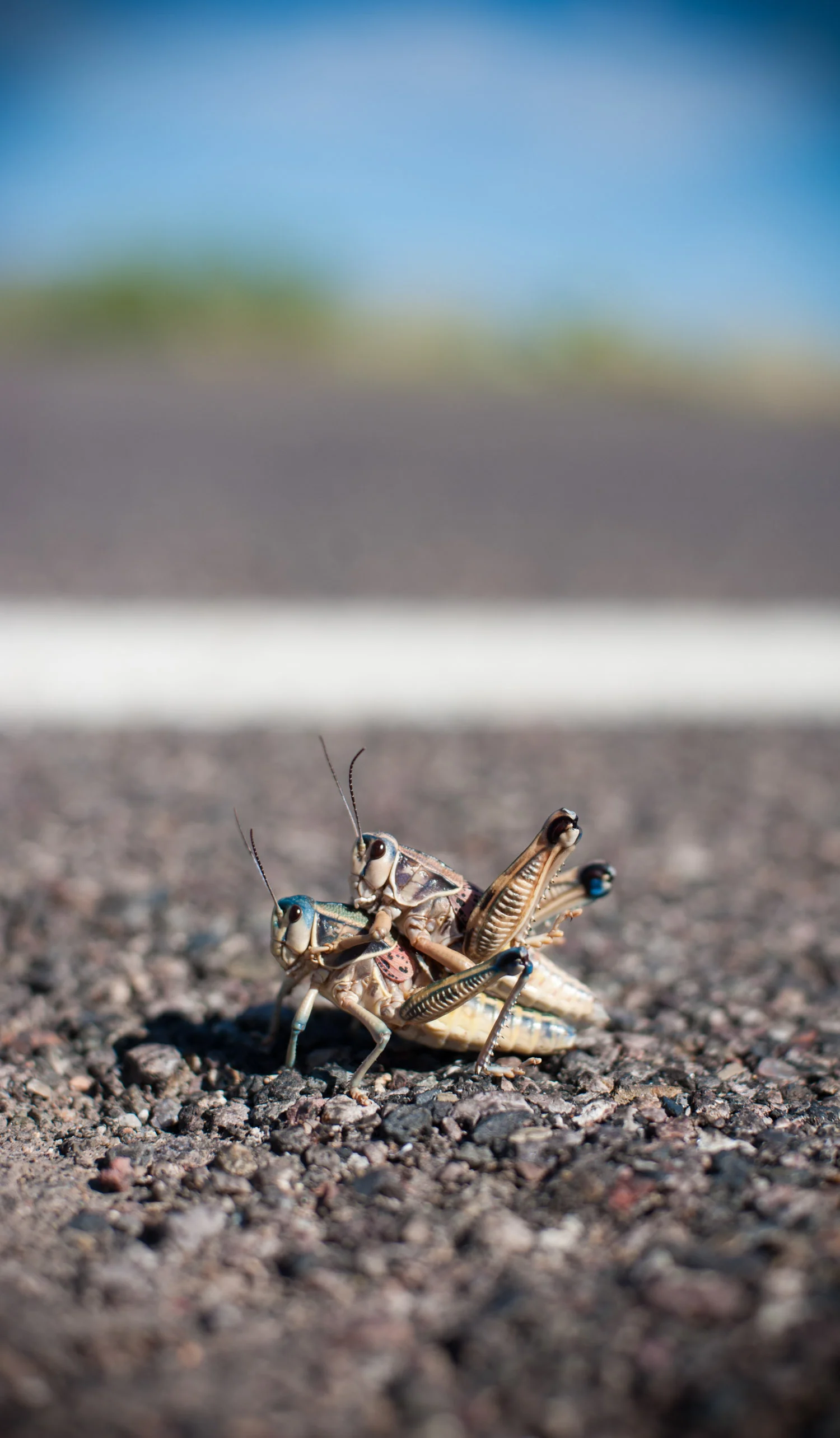 cycling_for_water_grasshopper_sex.jpg