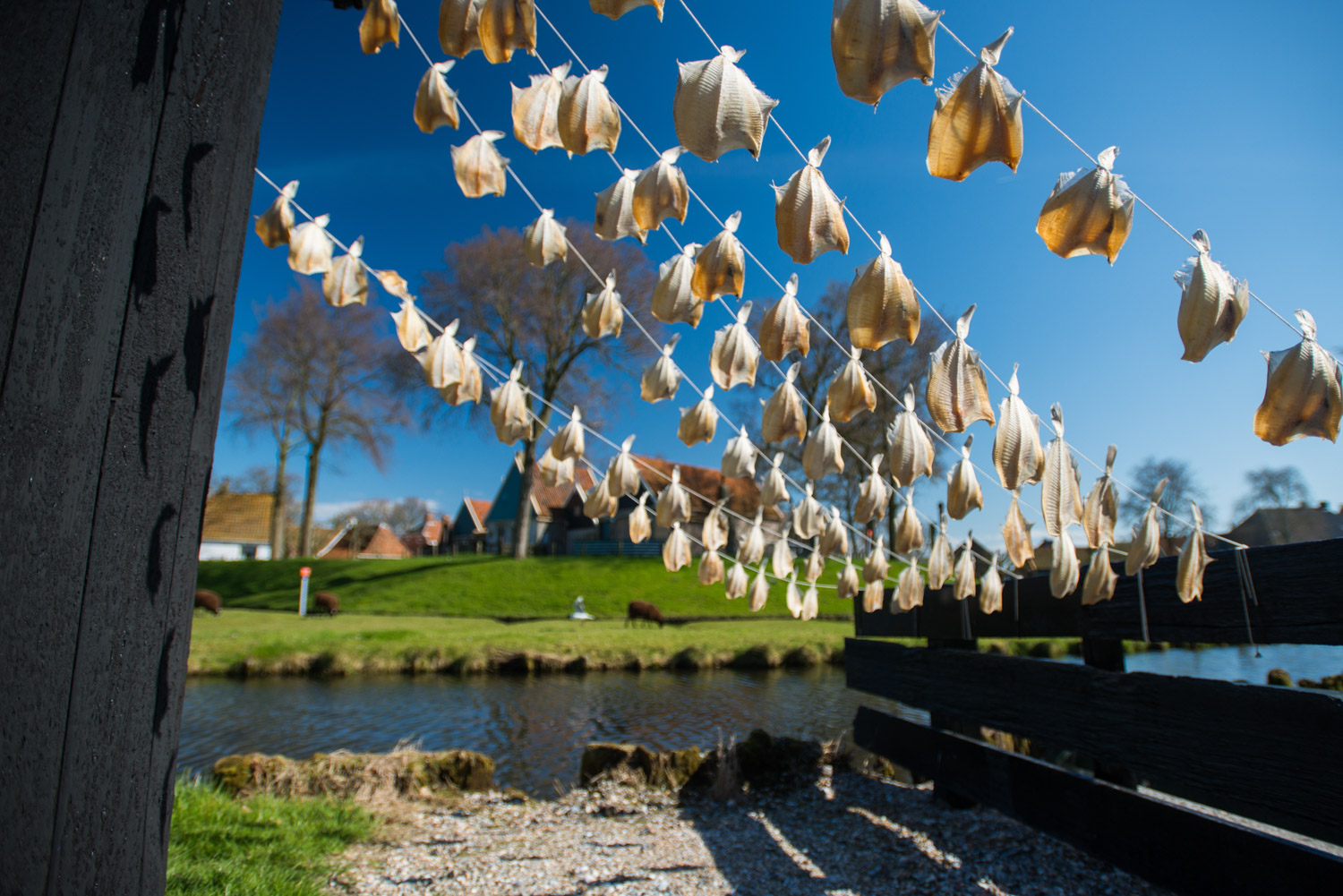 netherlands_nederland_zuiderzee_fish_drying.jpg