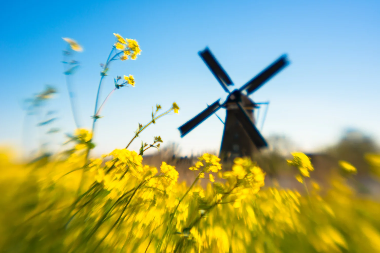 netherlands_travel_windmills_kinderdijk_flowers_vangogh.jpg
