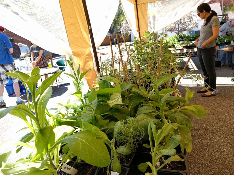 PLANTS, TENT.jpg