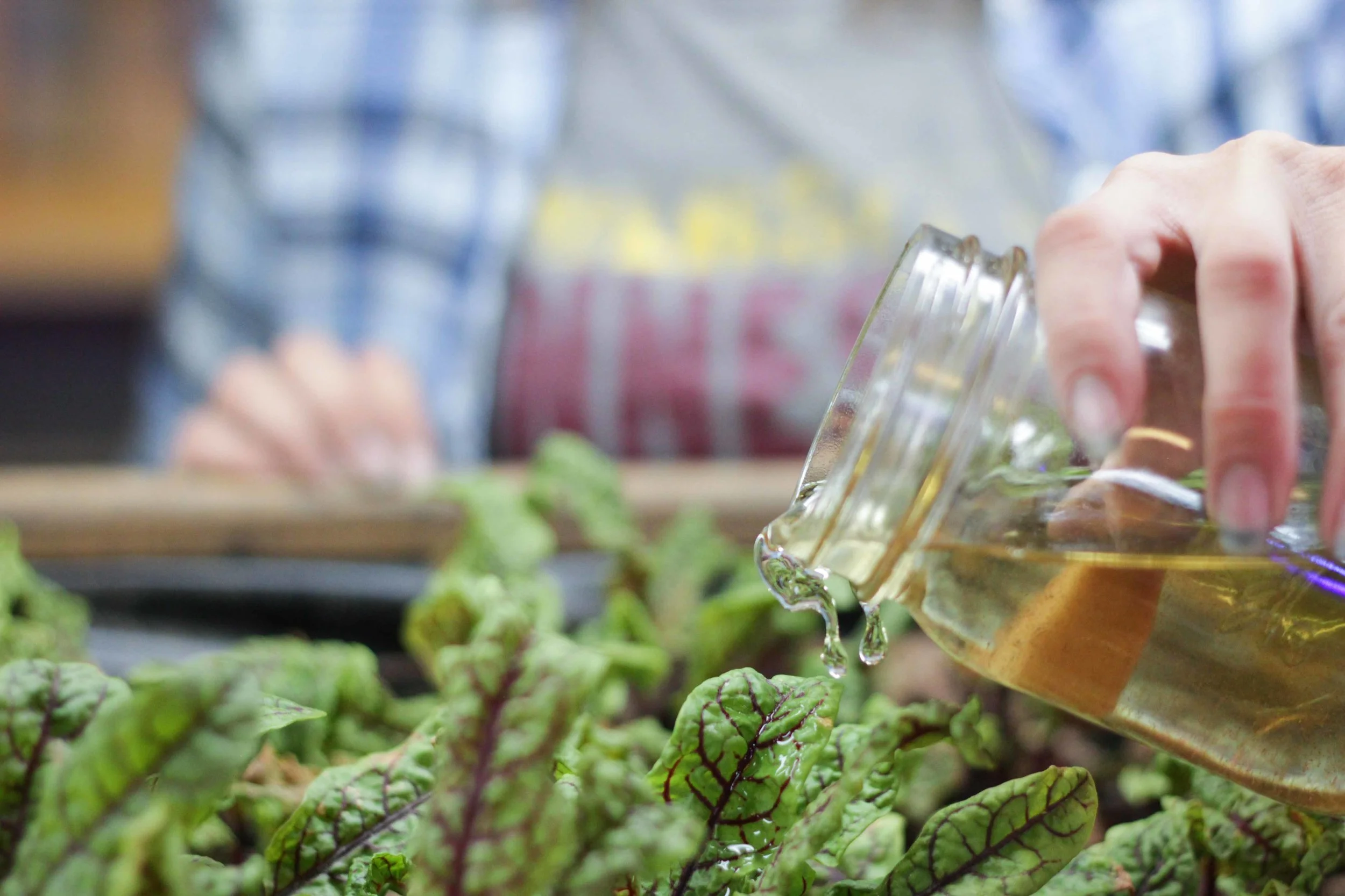 Barnhart adding "worm juice" from vermicompost systems to aquaponic-grown red veined sorrel.