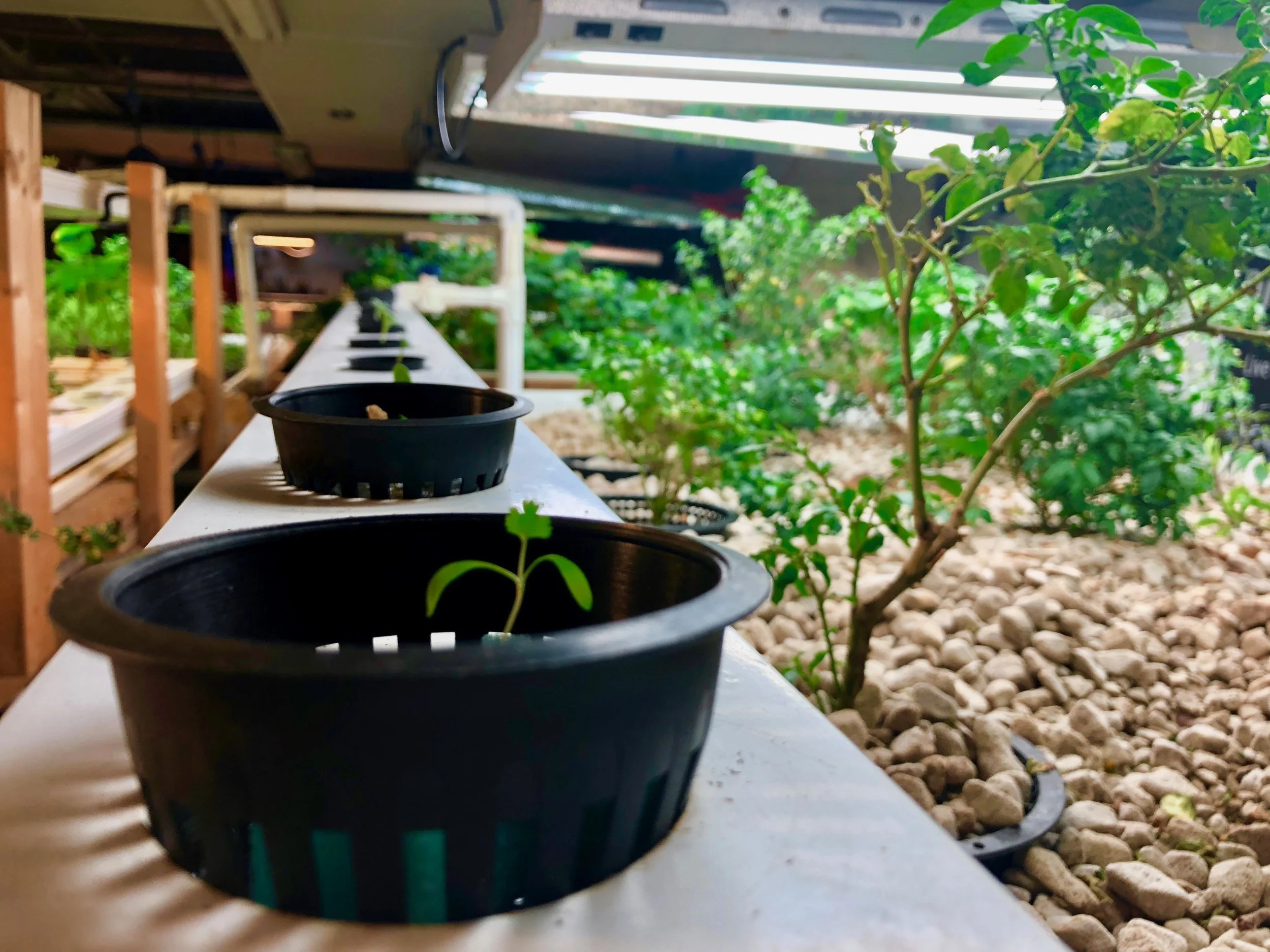 ghandiaquaponics.jpg