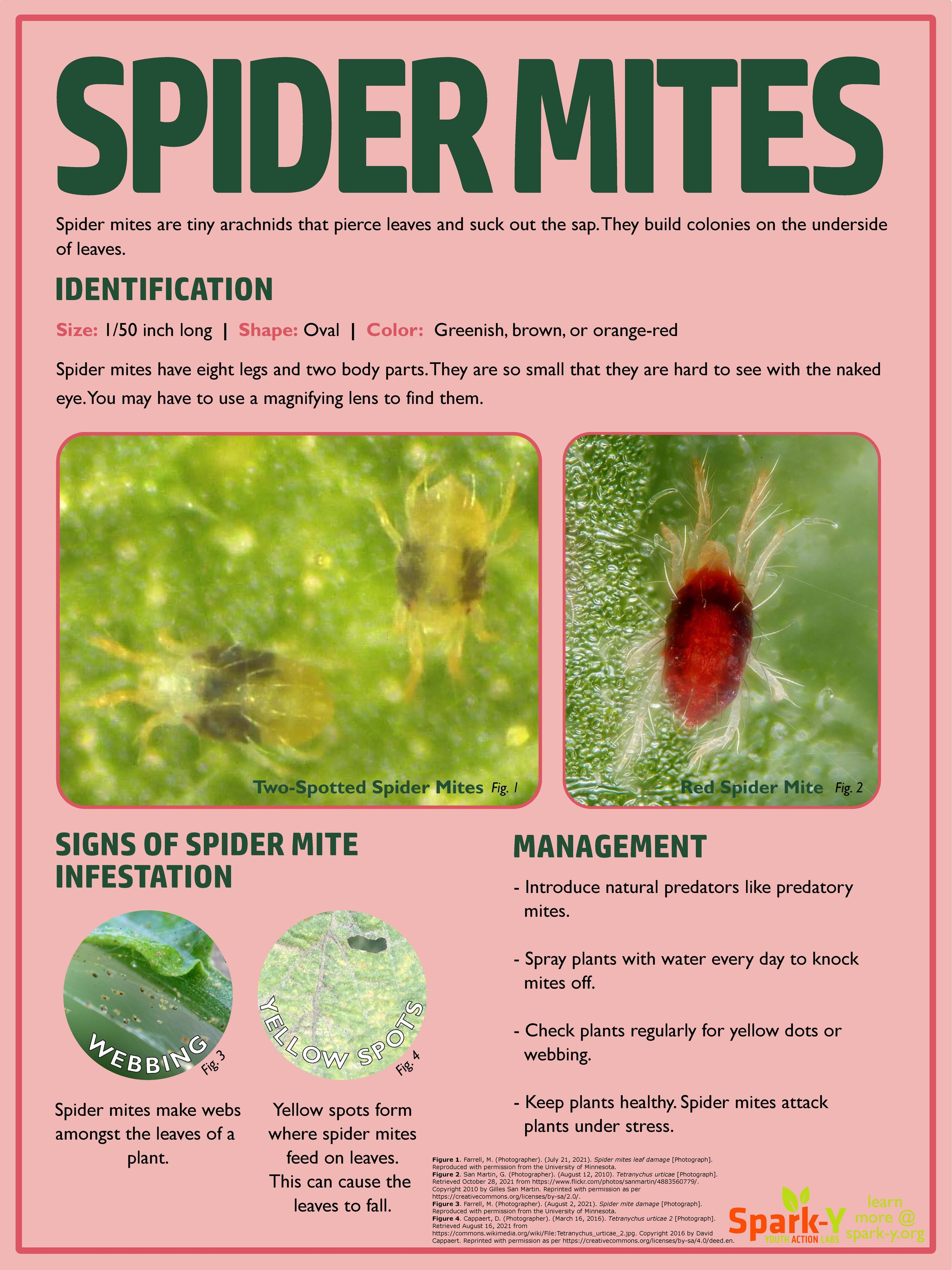 SpiderMite_Poster.jpg