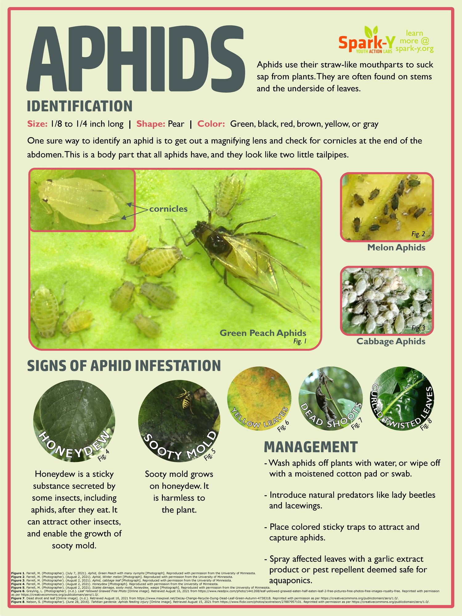 Garden Pest Posters — Spark-Y