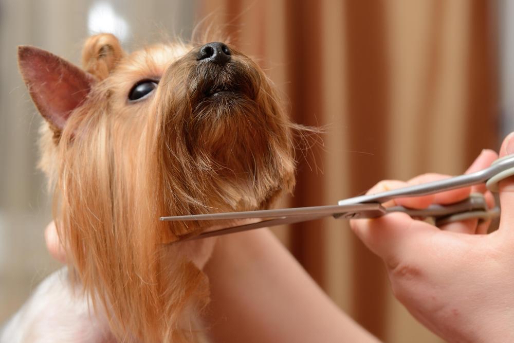 dog grooming sharpening service