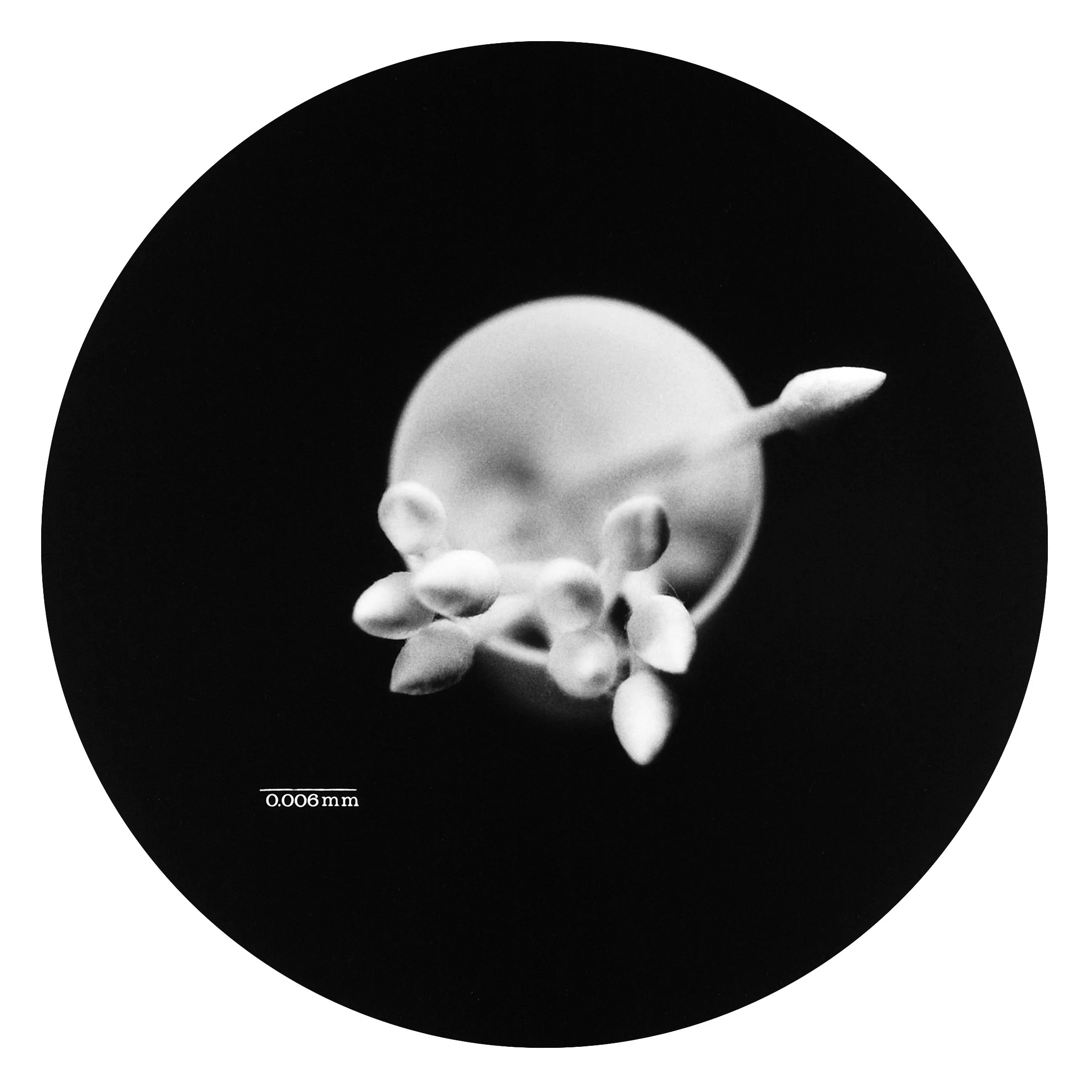Spore