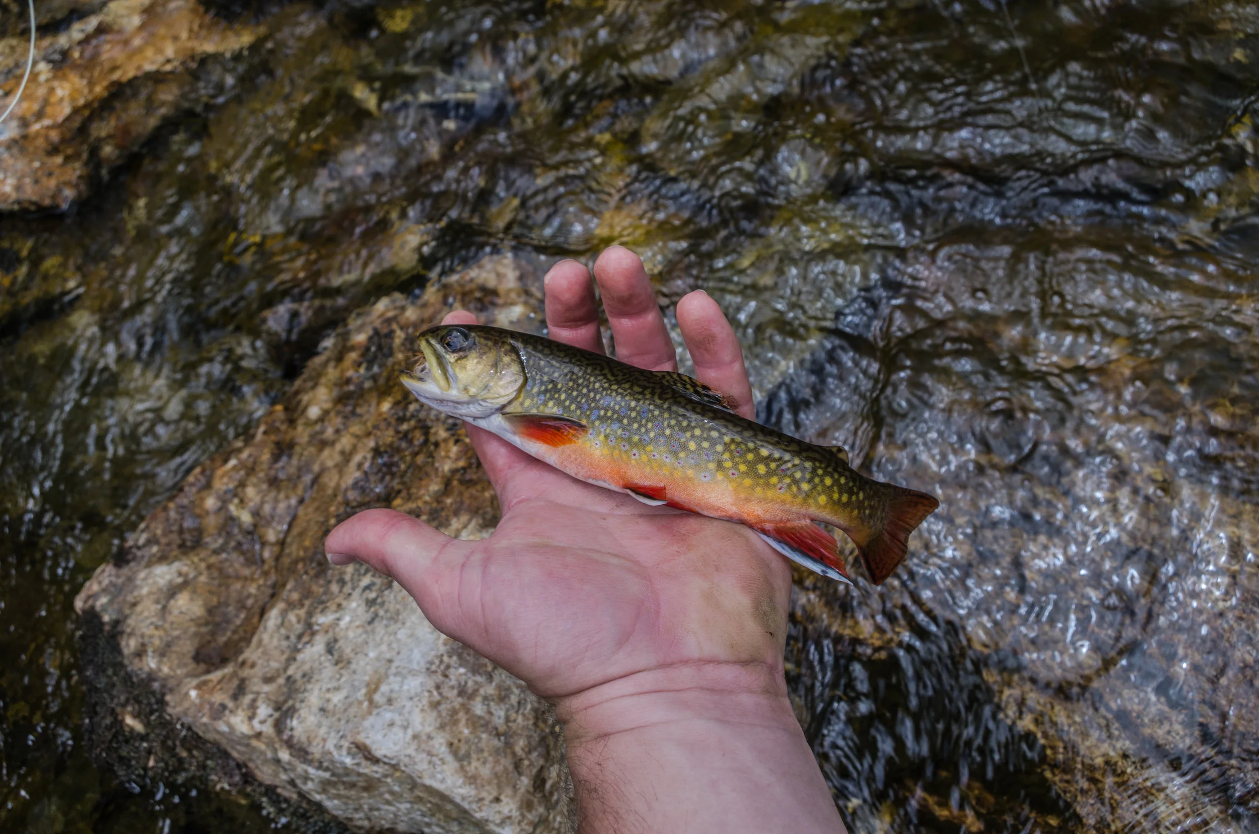 Brook Trout From High Country Stream