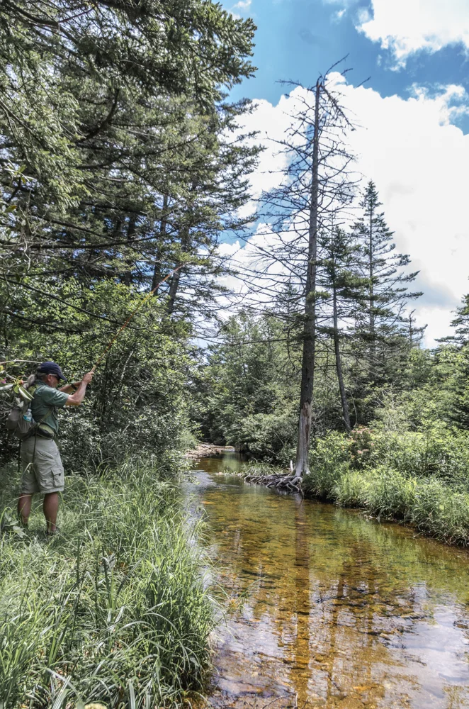 Catching a Brook Trout
