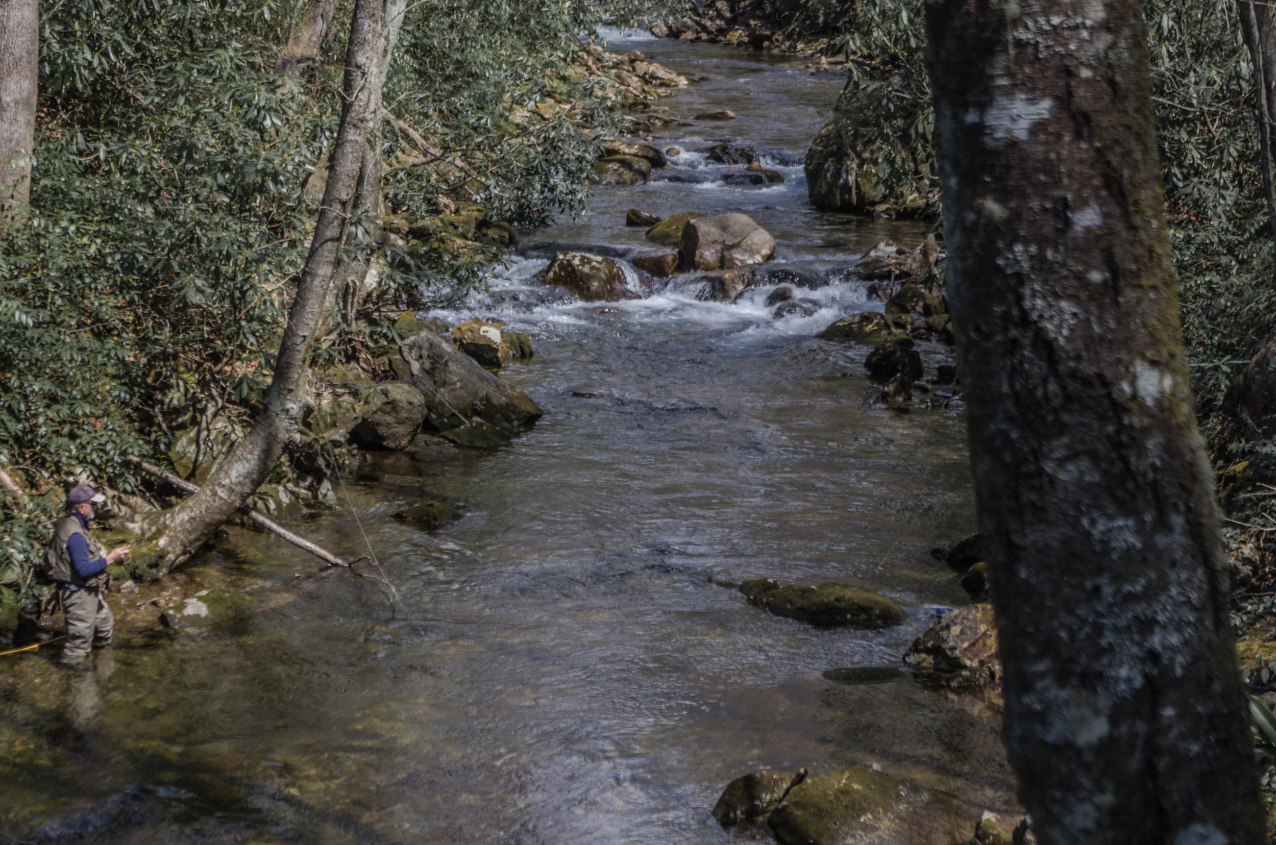 Fly fishing a small stream in Pisgah National Forest