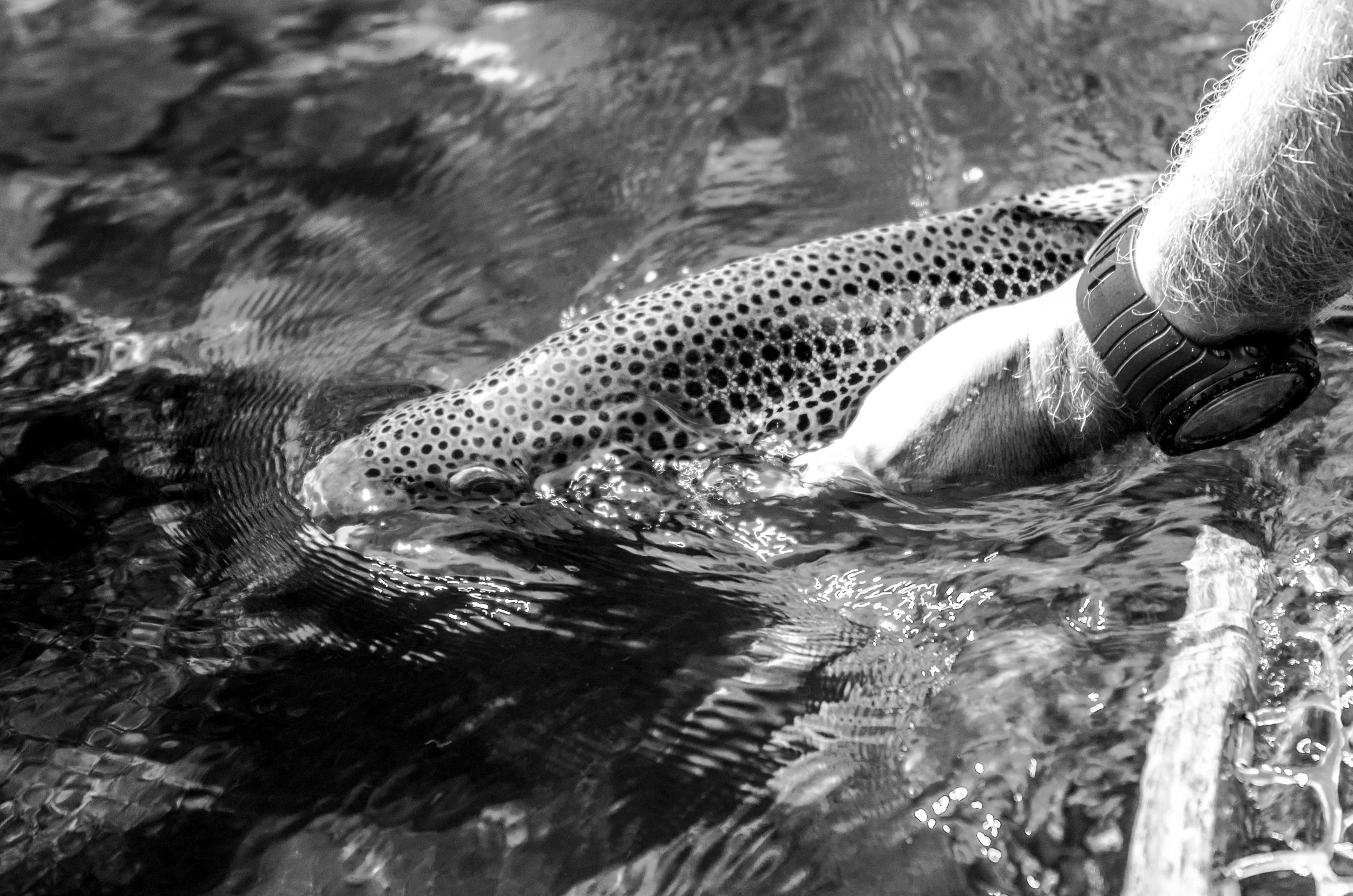Davidson River Brown Trout