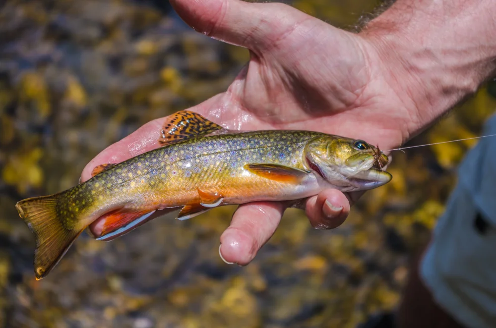 Brook Trout.jpg