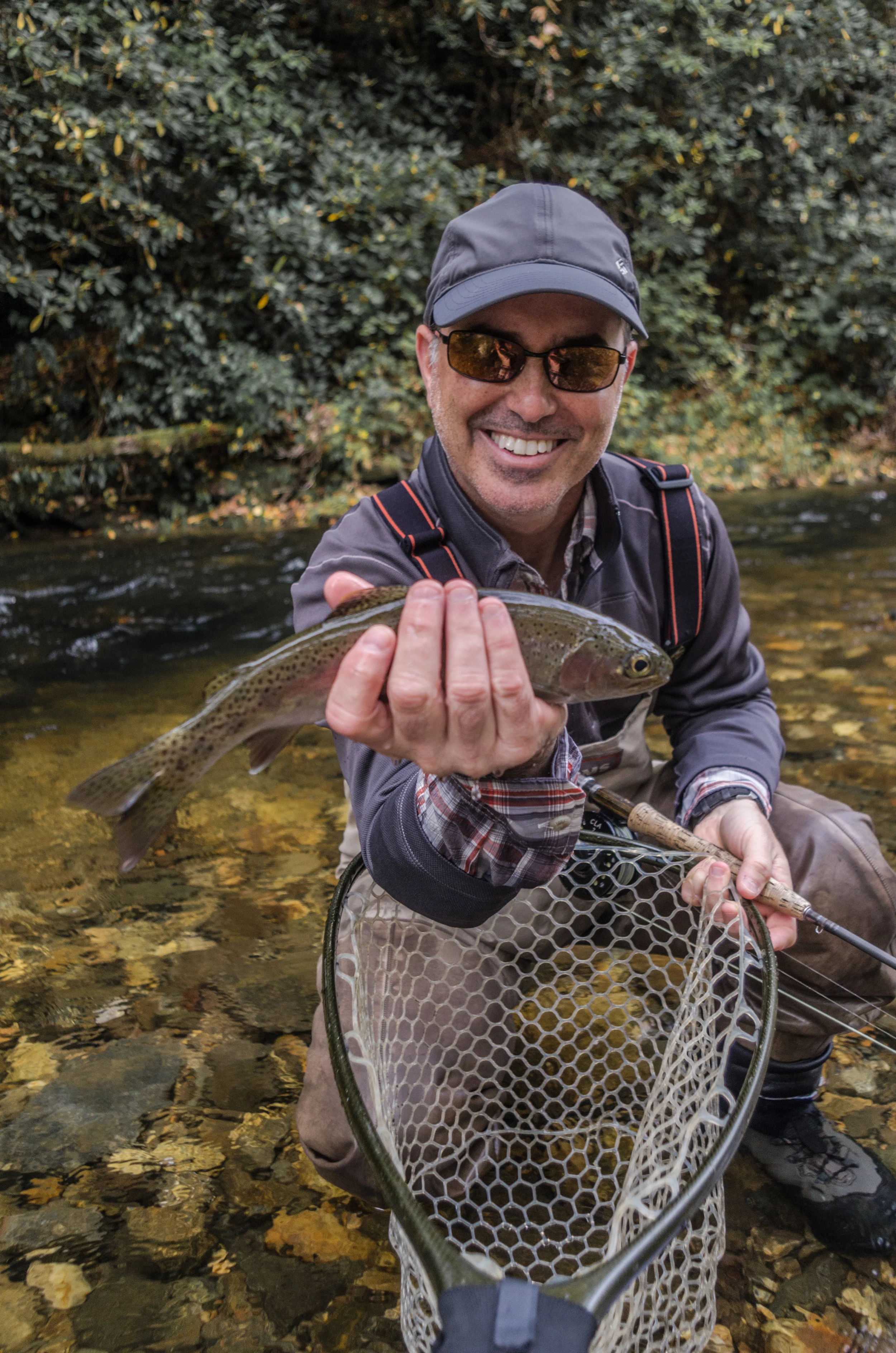 Davidson River Rainbow Trout