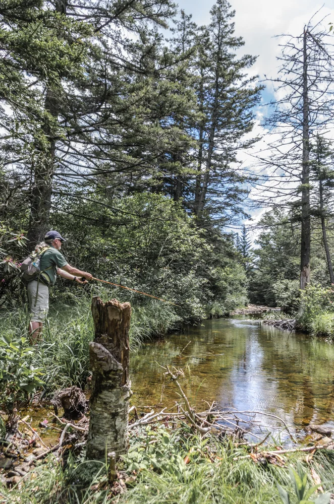 Backcountry Brook Trout