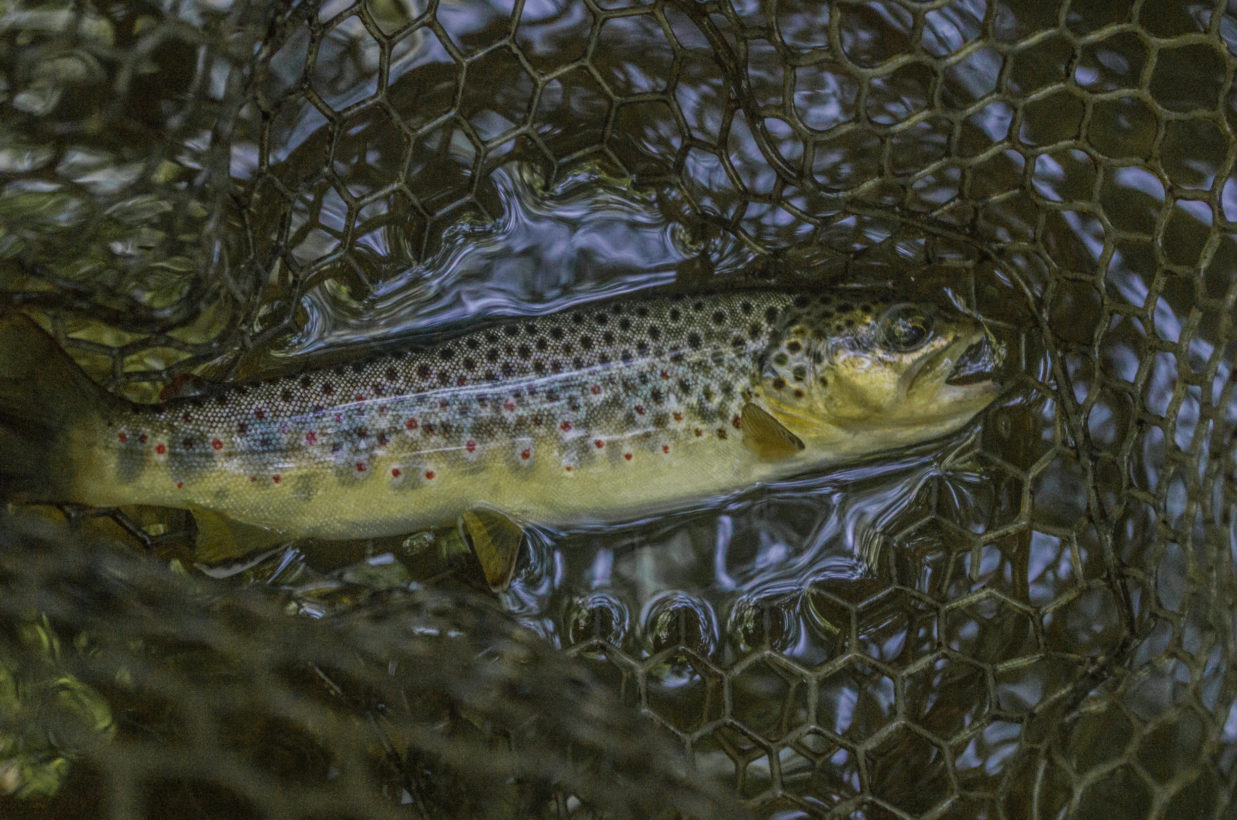 Brown Trout