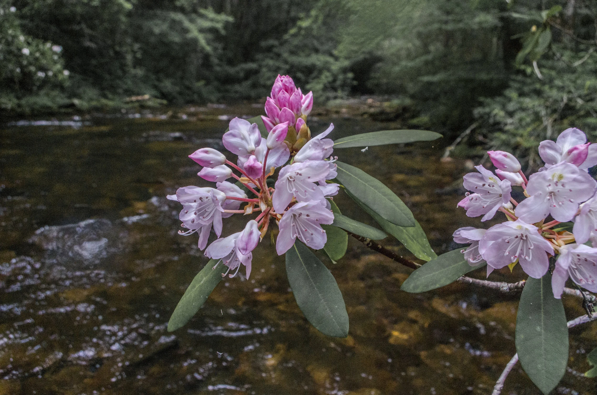 Rhododendron in Bloom
