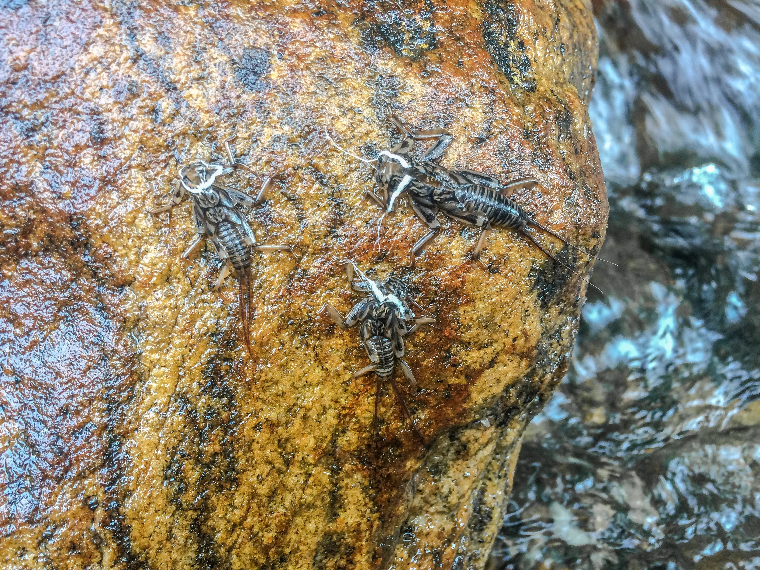 Stonefly husks from the nights previous hatch. Look for these on stream side rocks or bridge abutments they can be a great clue as to what pattern you should be fishing. 