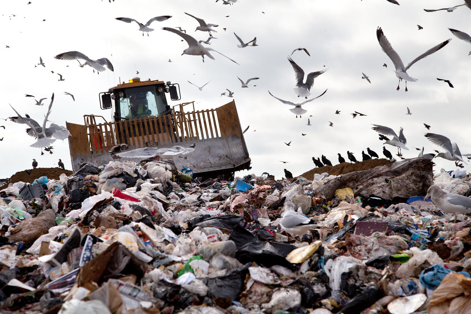 bigstock-Landfill-With-Birds-57624611.jpg